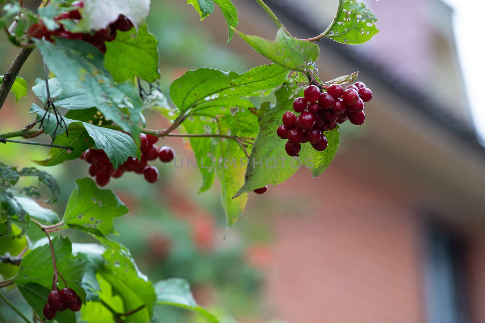 Kalina Oculus, red berries and leaves outdoors in late summer or autumn. Branch of red Viburnum in the garden. Bunch of red berries of viburnum on a branch. Soft selective focus, round bokeh