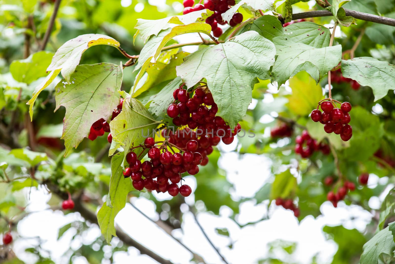 Red viburnum branch in the garden. Viburnum viburnum opulus berries and leaves outdoor in autumn fall. Bunch of red viburnum berries on a branch by bonilook