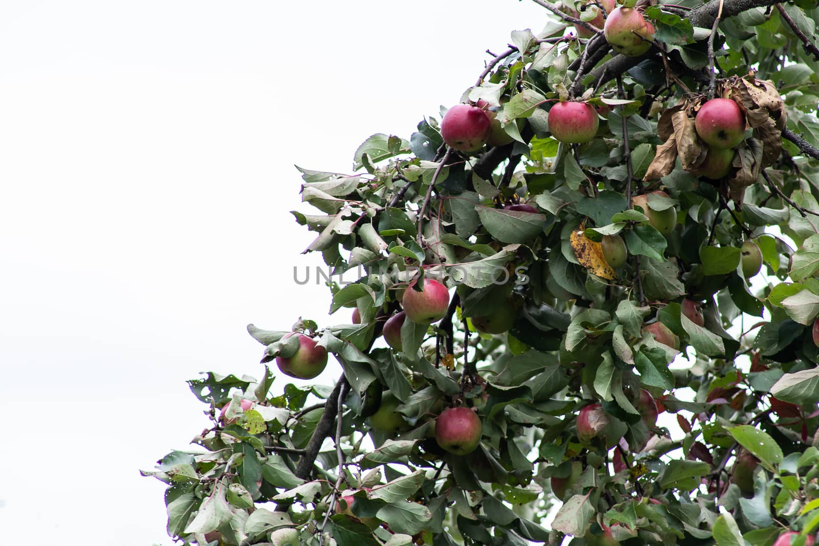 Organic apples hanging from a tree branch, apples in the orchard, apple fruit close up by bonilook