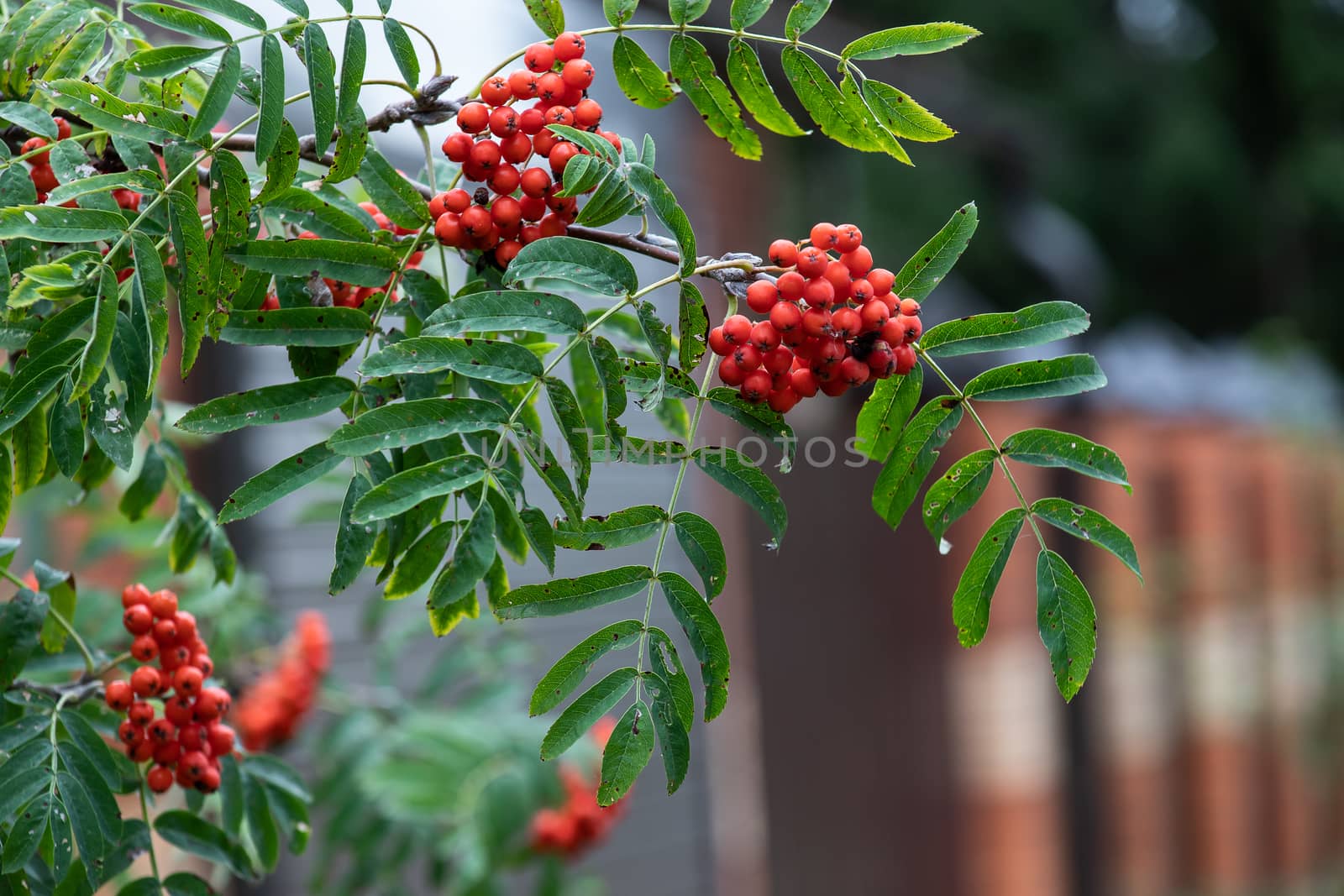 Red rowan berries on the rowan tree branches, ripe rowan berries closeup and green leaves in autumn garden by bonilook