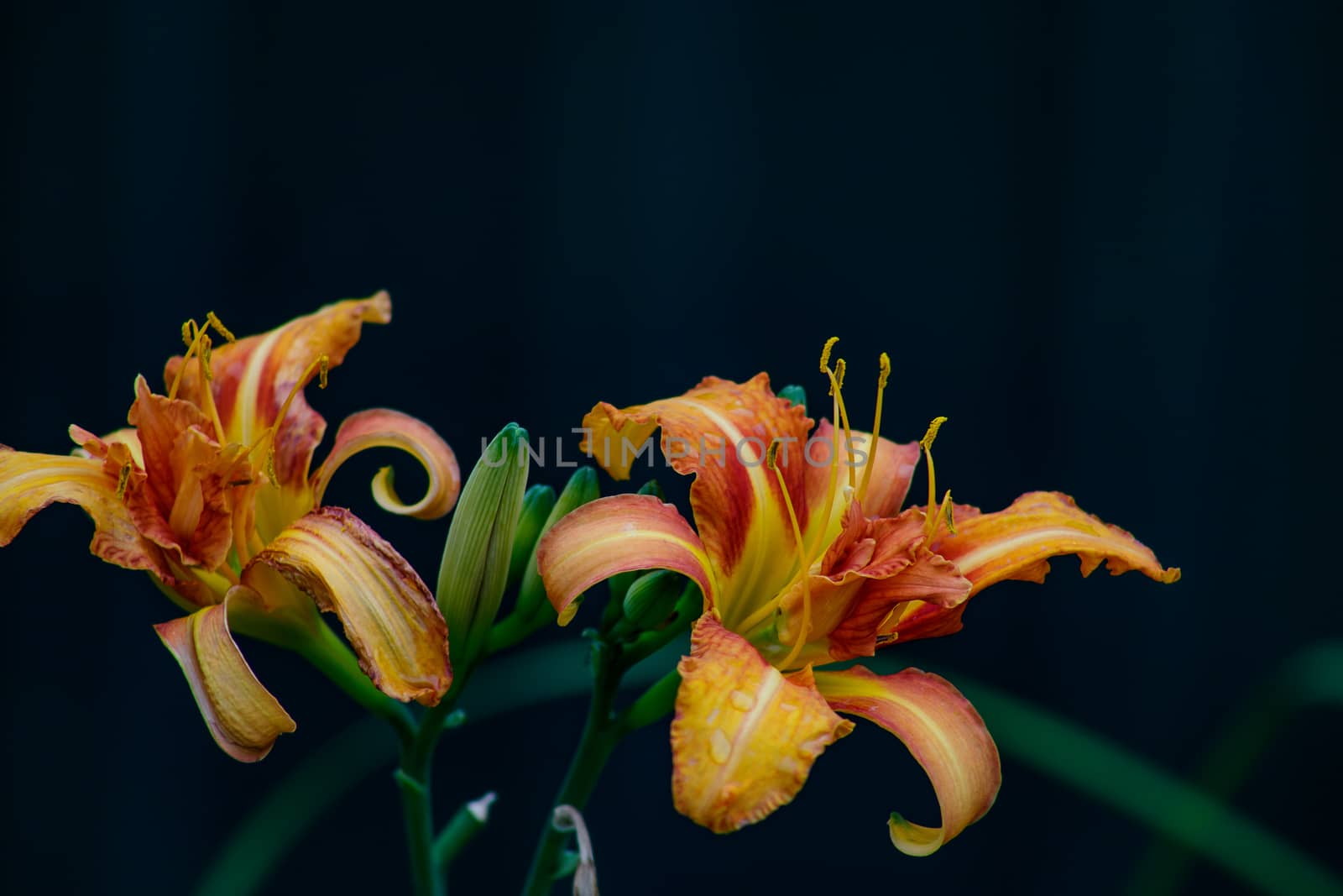 A beautiful Daylily blooms brightly on a a warm summer day.