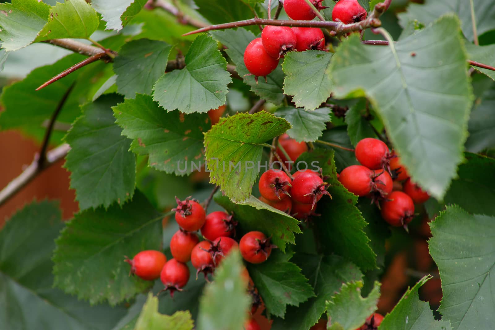 The red fruit of Crataegus monogyna, known as the hawthorn or single-seed hawthorn or May flower, major, blackthorn, white horn, motherboard