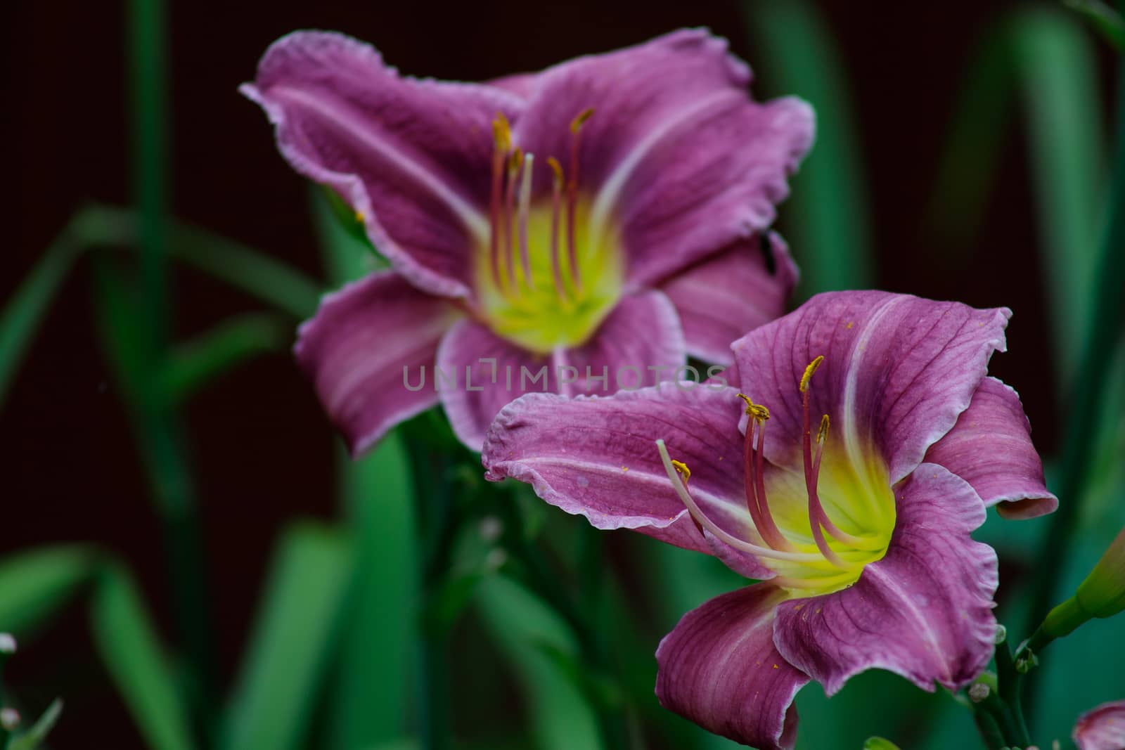 Purple lily or hemerocallis flowers in the garden. Flowers bloom in summer. Tongue flower coquetry.