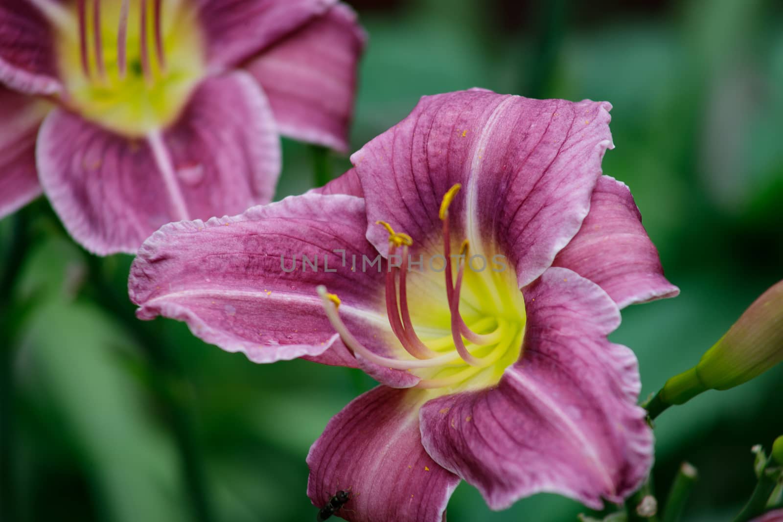 Purple lily or hemerocallis flowers in the garden. Flowers bloom in summer. Tongue flower coquetry.