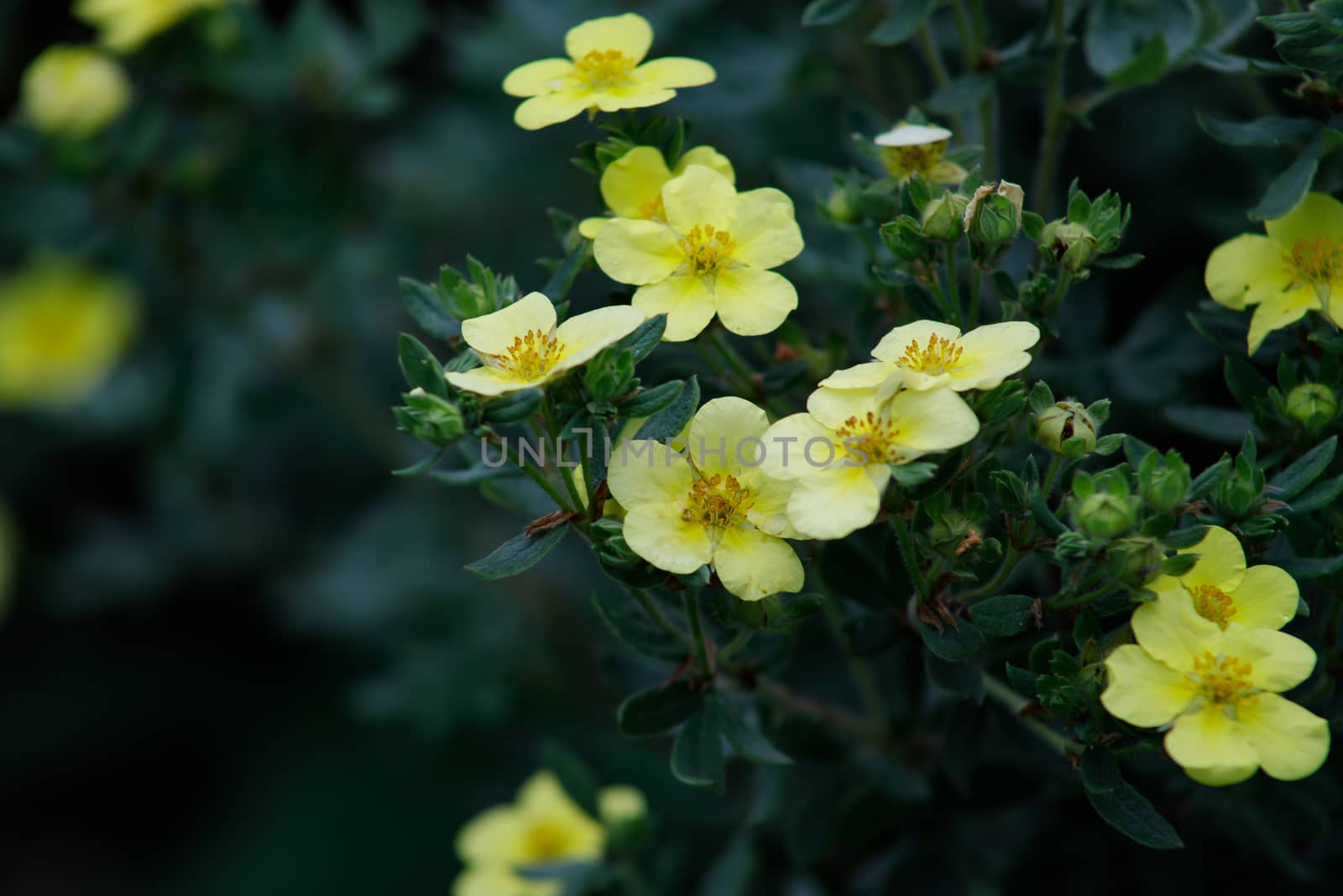 Little yellow flowers in the autumn garden. Autumn floral arrangement, fall concept, copy space on natural background