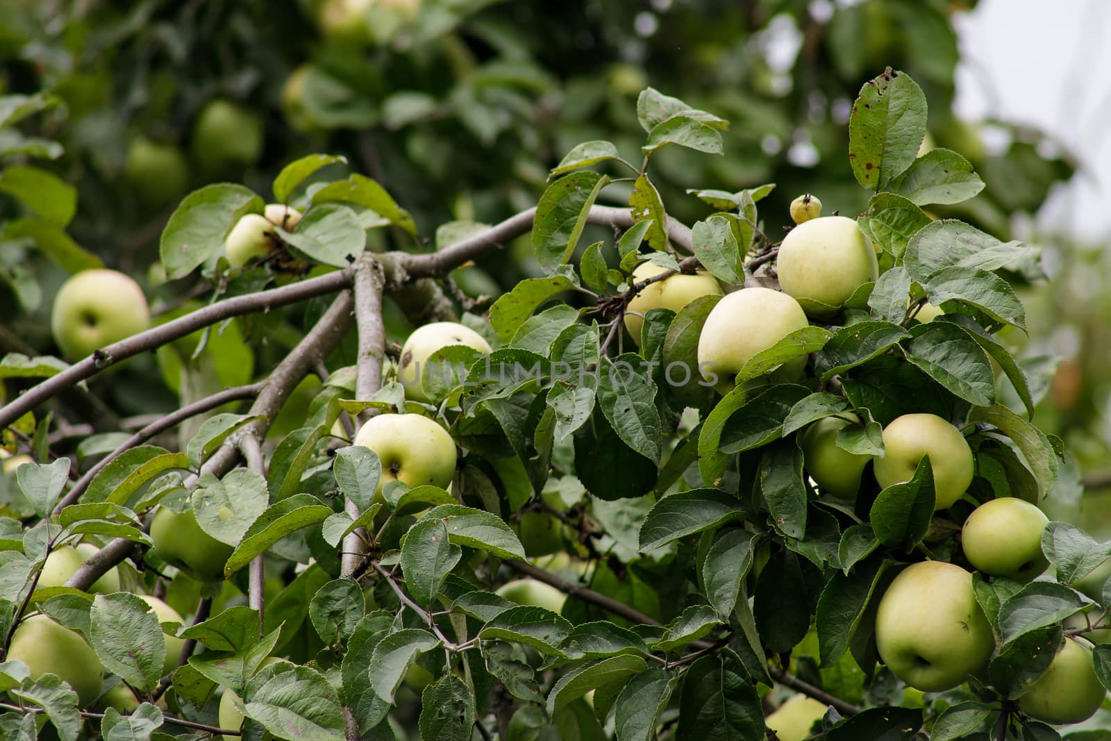 Organic apples hanging from a tree branch, apples in the orchard, apple fruit close up by bonilook