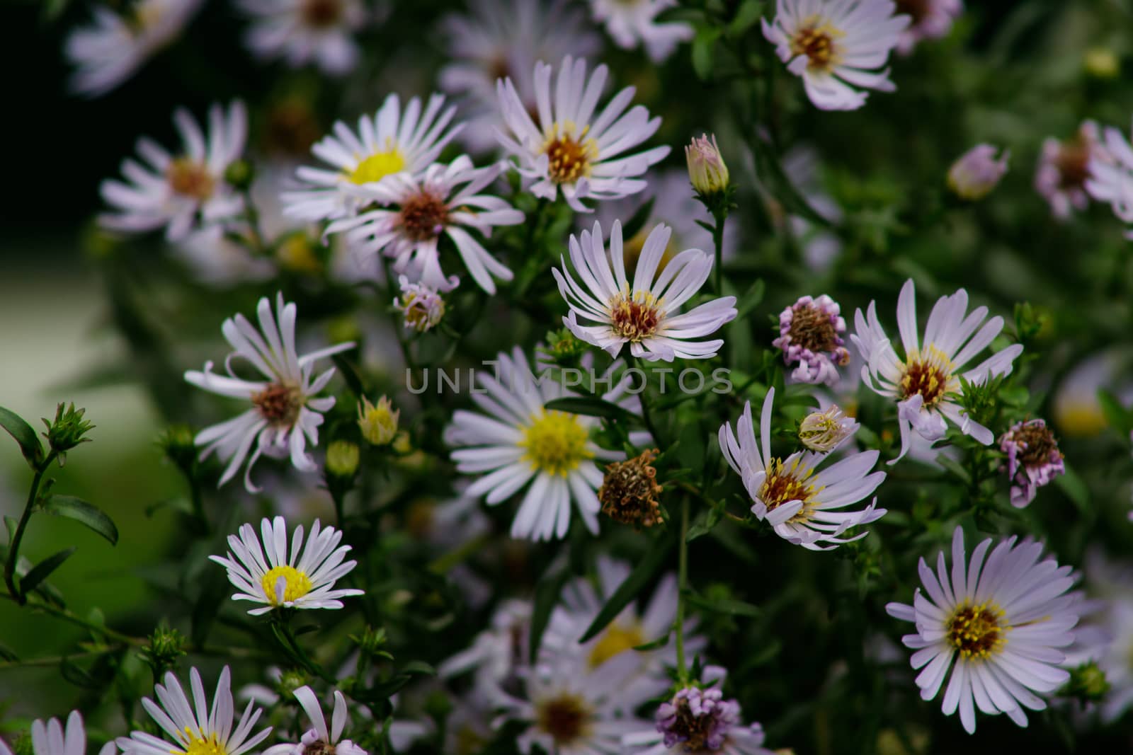 Alpine Aster Aster alpinus . Decorative garden plant with purple flowers. Beautiful perennial plant for rock garden. by bonilook