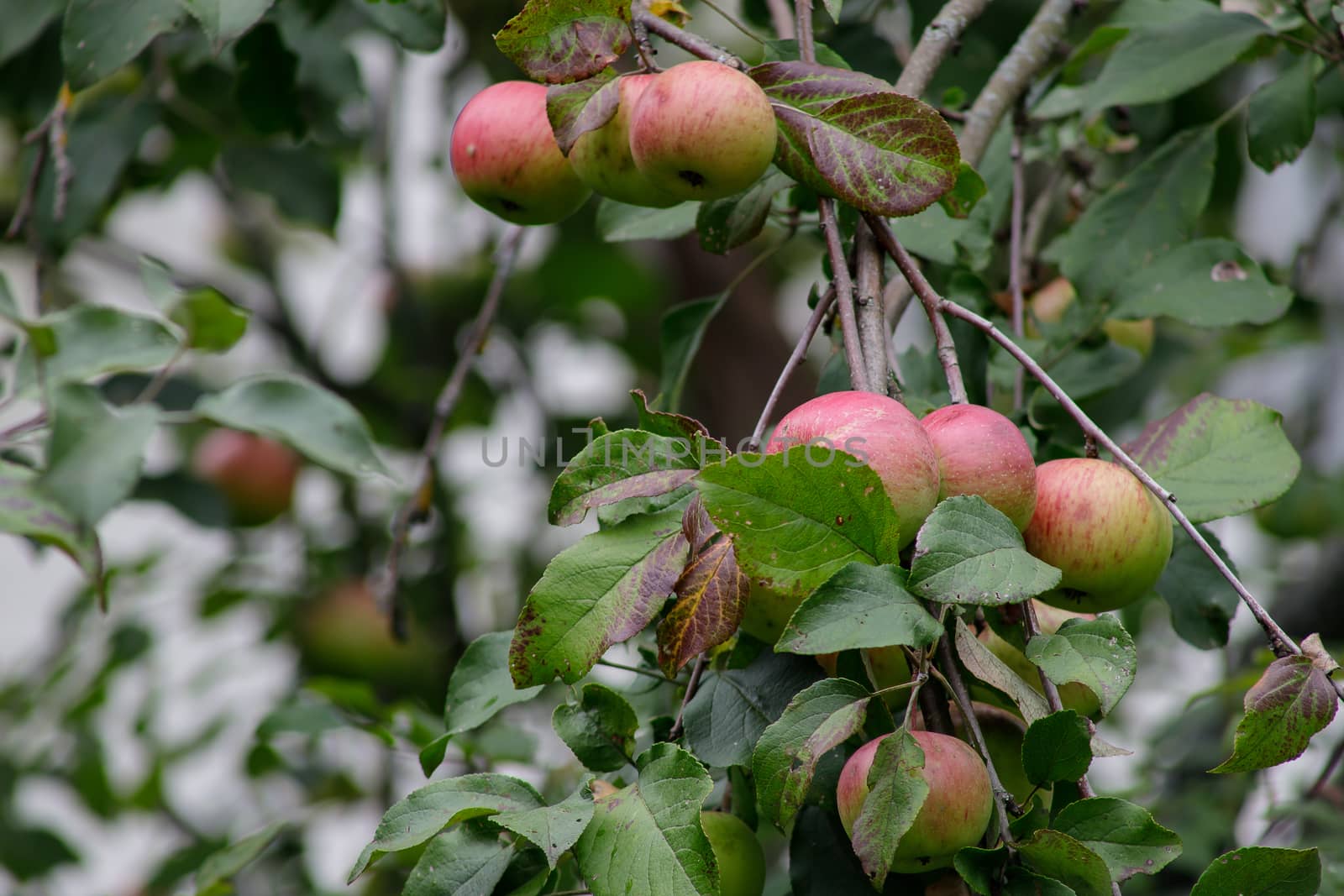 Organic apples hanging from a tree branch, apple fruit close up, large ripe apples clusters hanging heap on a tree branch in an intense apple orchard