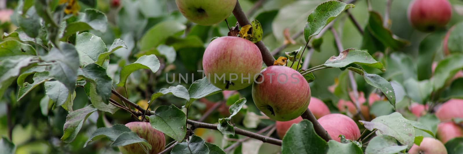 Organic apples hanging from a tree branch, apple fruit close up, large ripe apples clusters hanging heap on a tree branch in an intense apple orchard