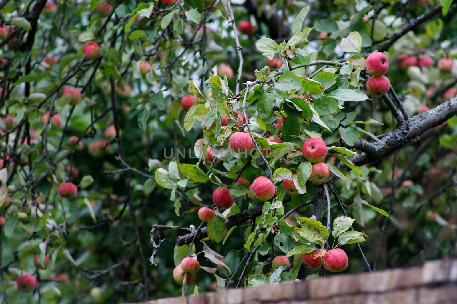 Organic apples hanging from a tree branch, apples in the orchard, apple fruit close up by bonilook