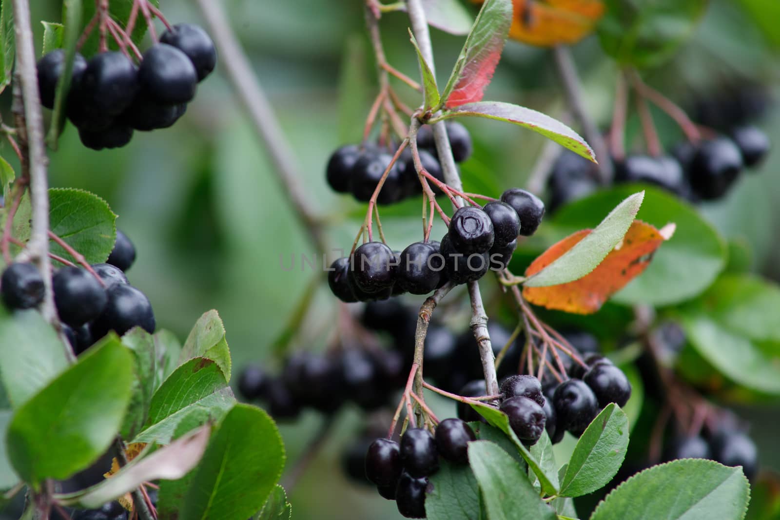 Fruits of chokeberry on a branch in the garden. by bonilook