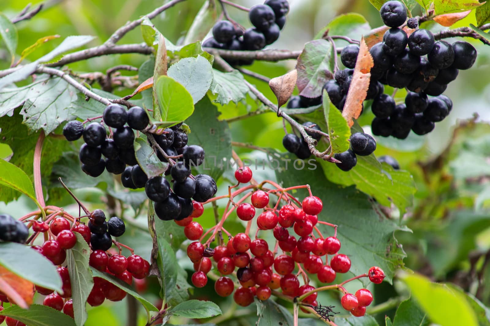 Fruits of chokeberry on a branch in the garden. by bonilook