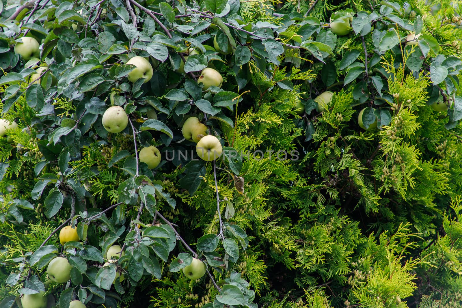 Organic apples hanging from a tree branch, apple fruit close up, large ripe apples clusters hanging heap on a tree branch in an intense apple orchard