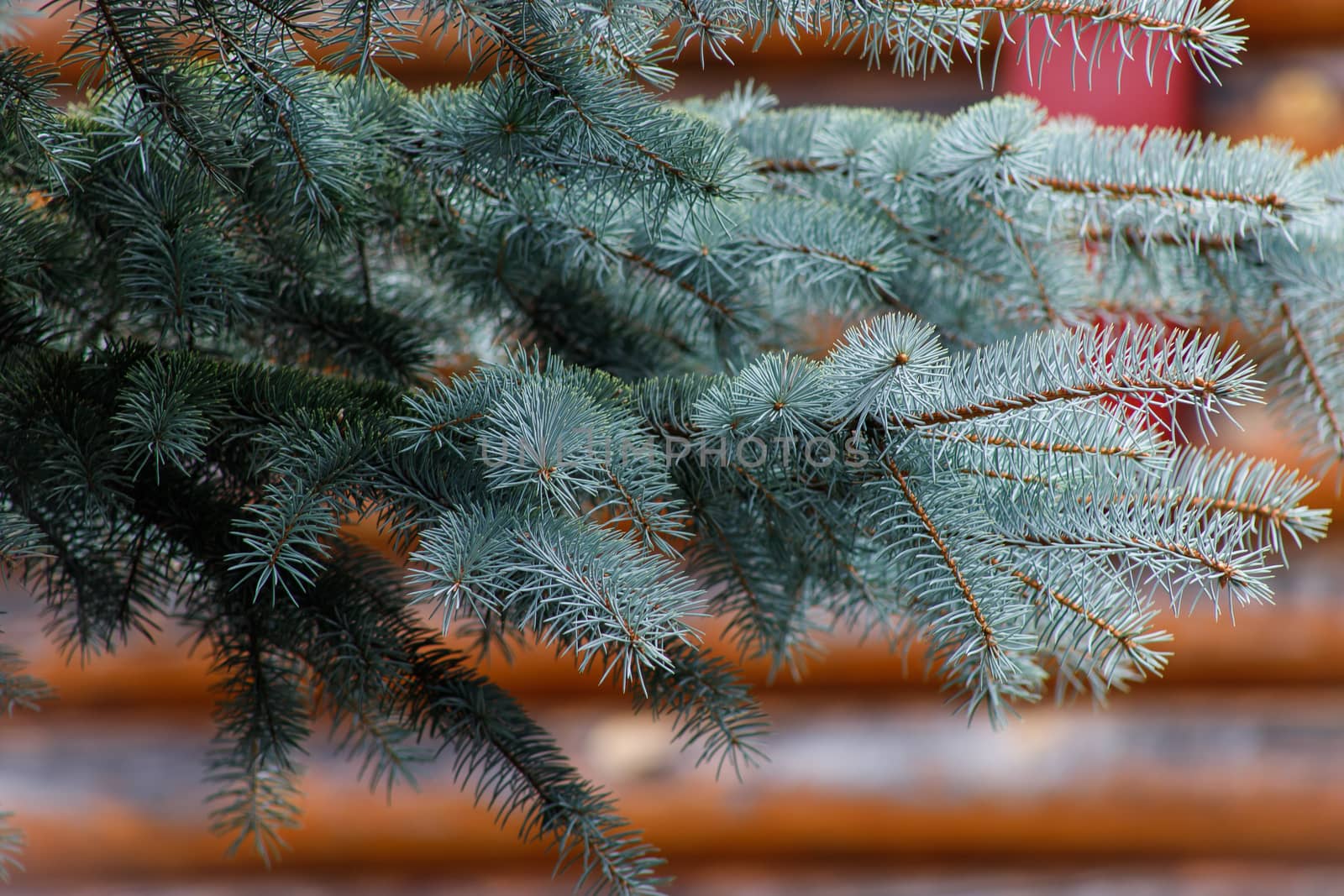 Background of Christmas tree branches. by bonilook