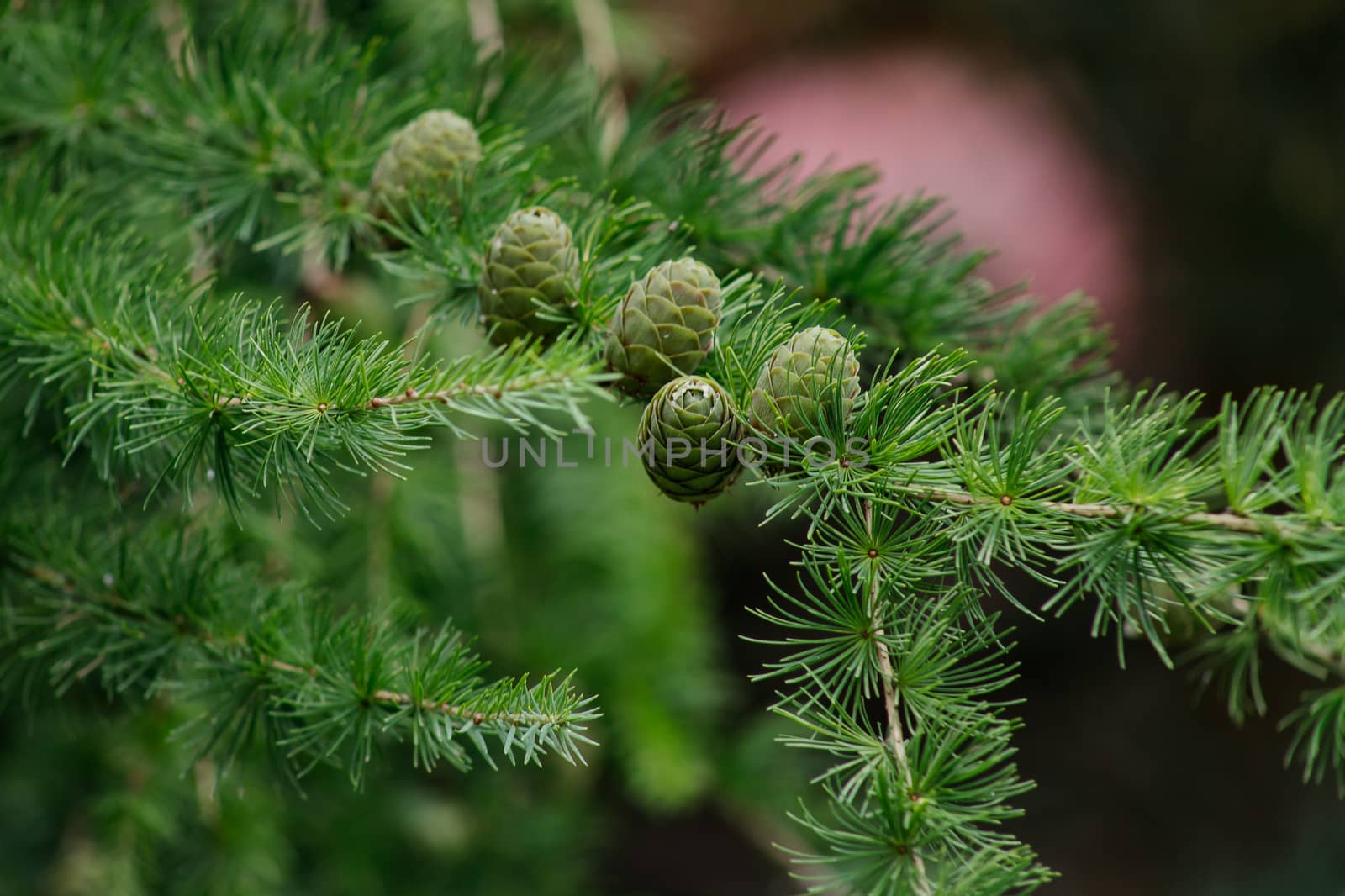 Background of green branches of the Christmas tree.