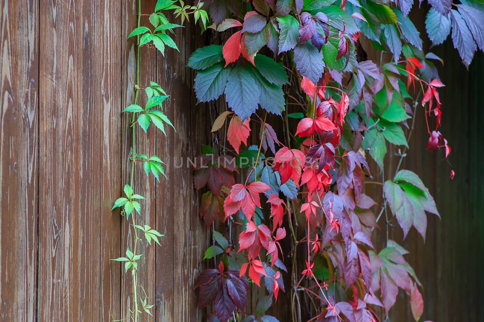 Multicolored leaves of Parthenocissus quinquefolia in October by bonilook