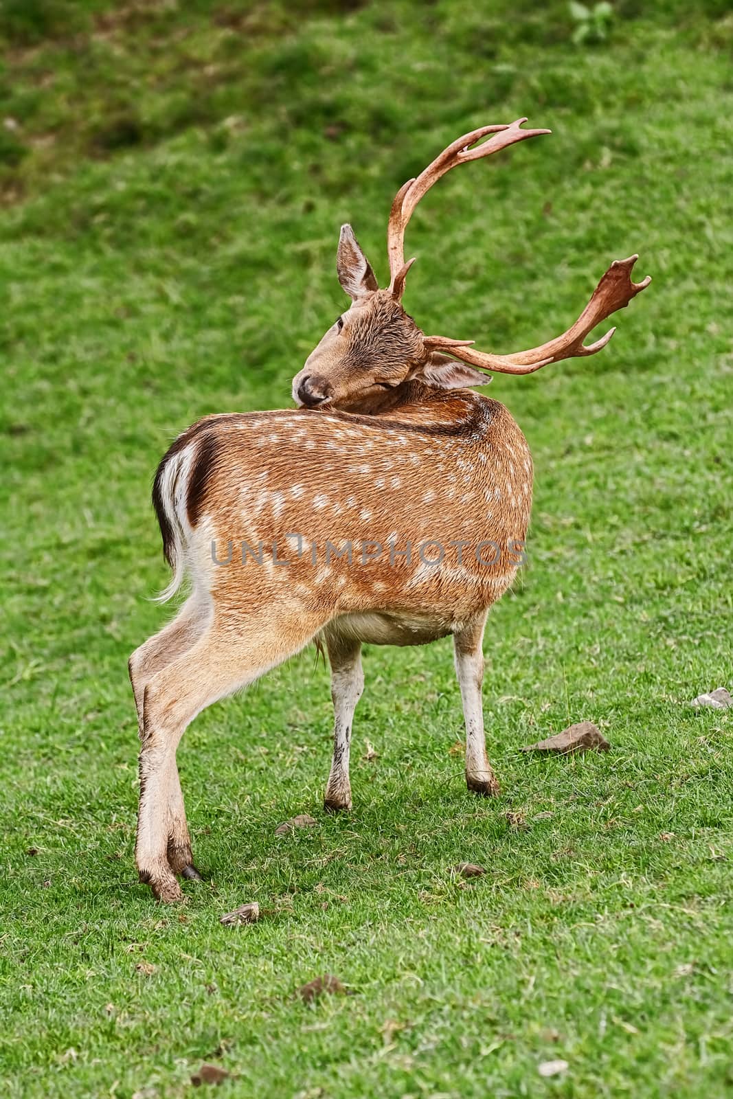 Deer Grazing on the Slope of a Hill