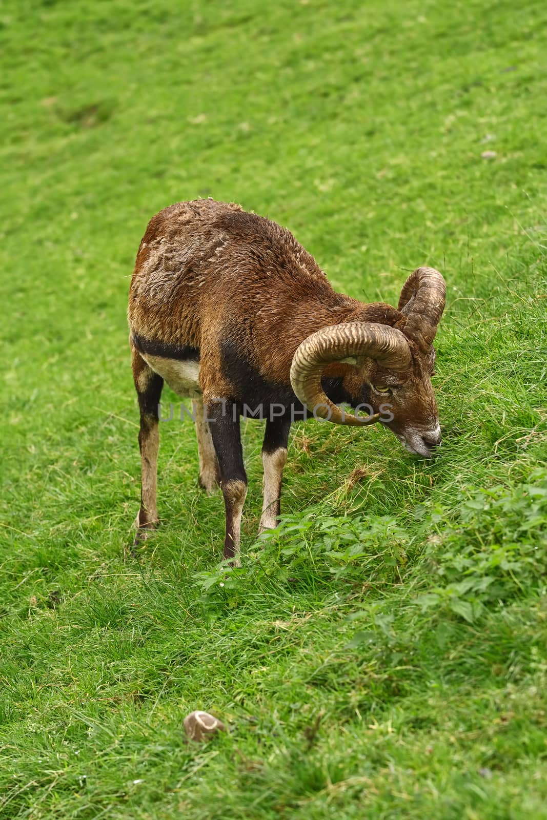 Ram Grazing on the Slope of a Hill
