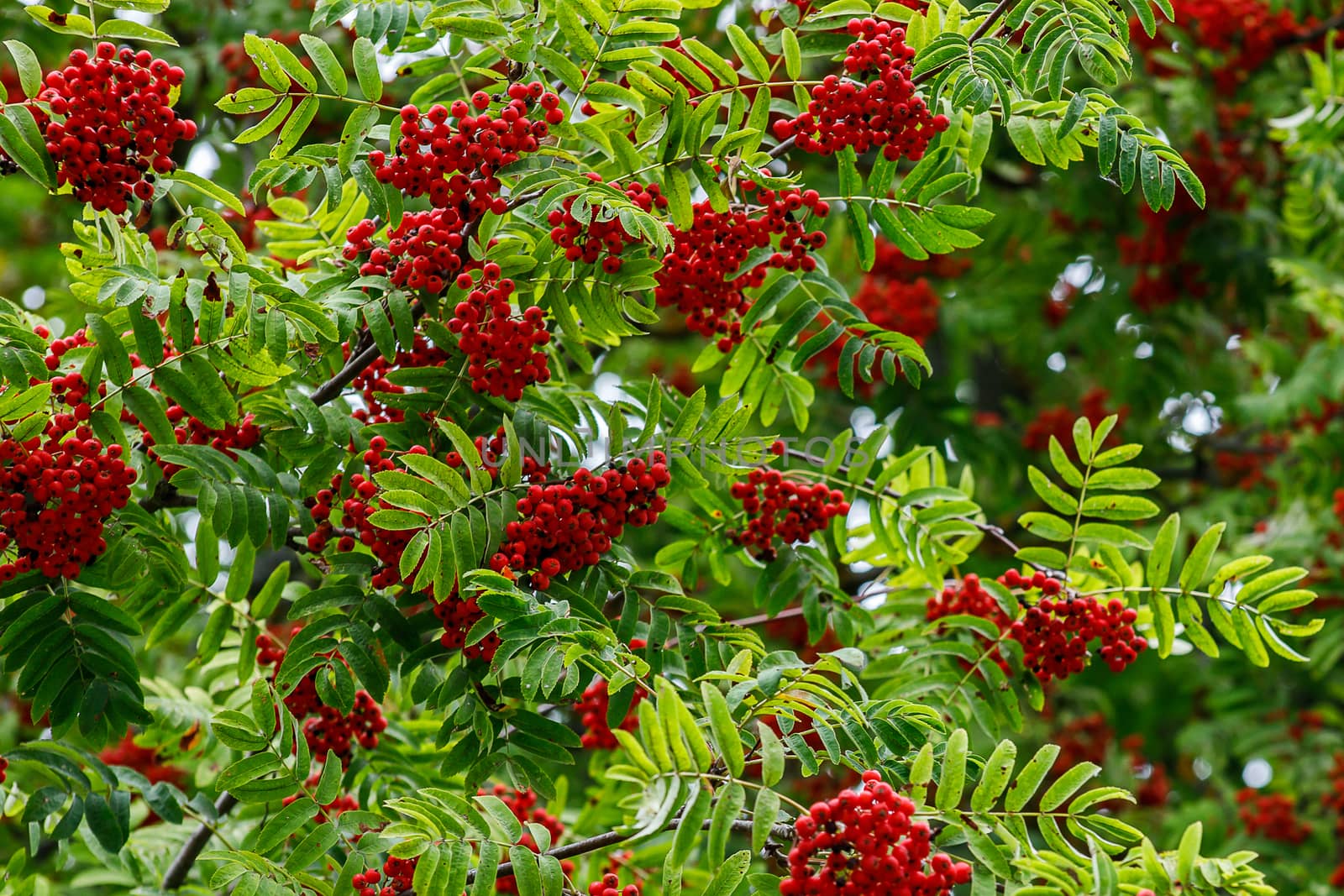 Red rowan berries on the rowan tree branches, ripe rowan berries closeup and green leaves in autumn garden by bonilook