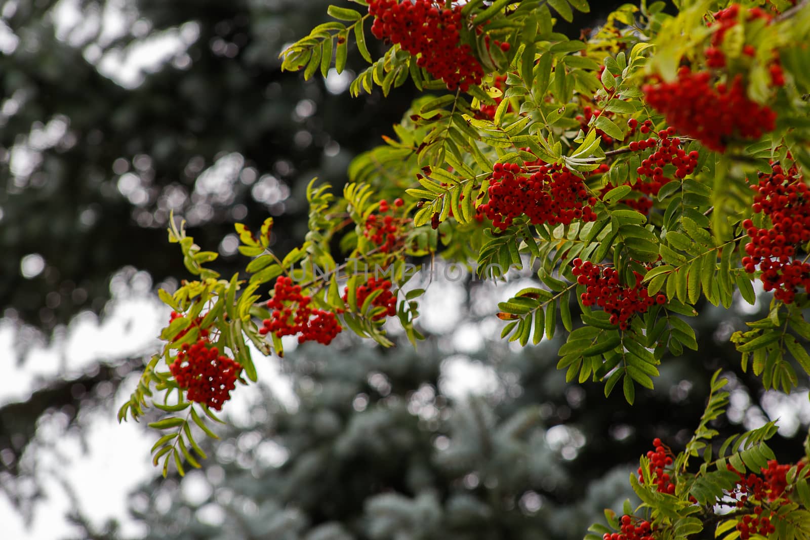 Autumn season. Fall harvest concept. Autumn rowan berries on branch. Amazing benefits of rowan berries. Rowan berries sour but rich vitamin C. Red berries and leaves on branch close up.