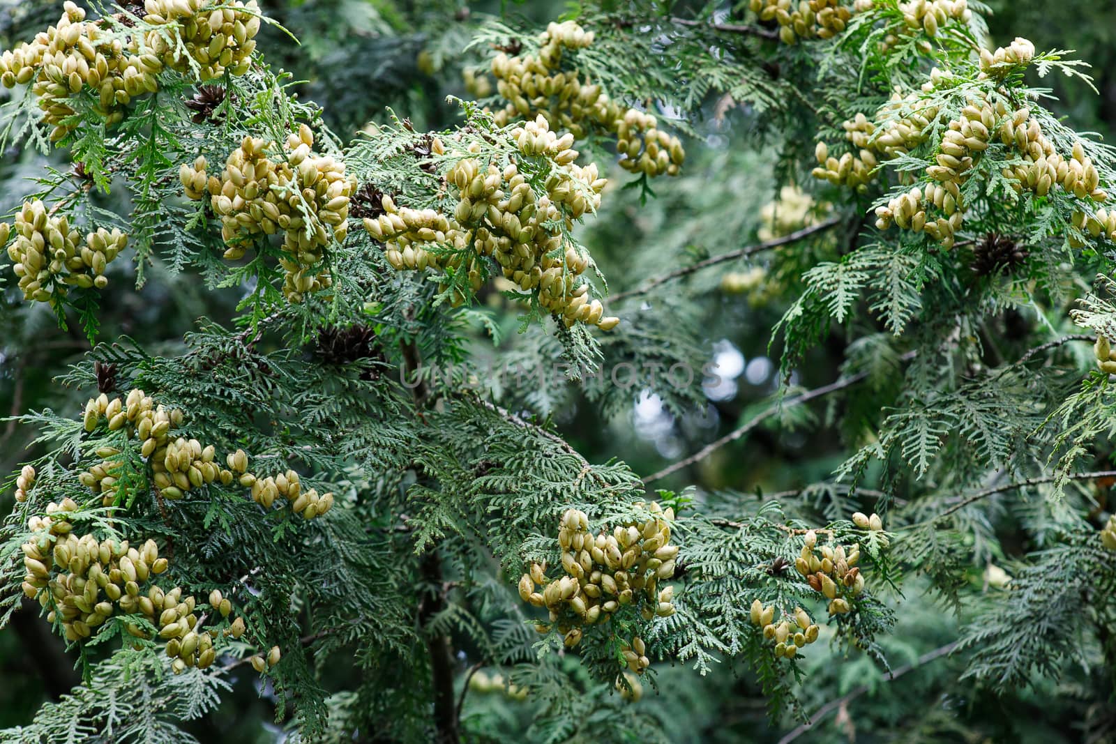 Background of green branches of the Christmas tree.