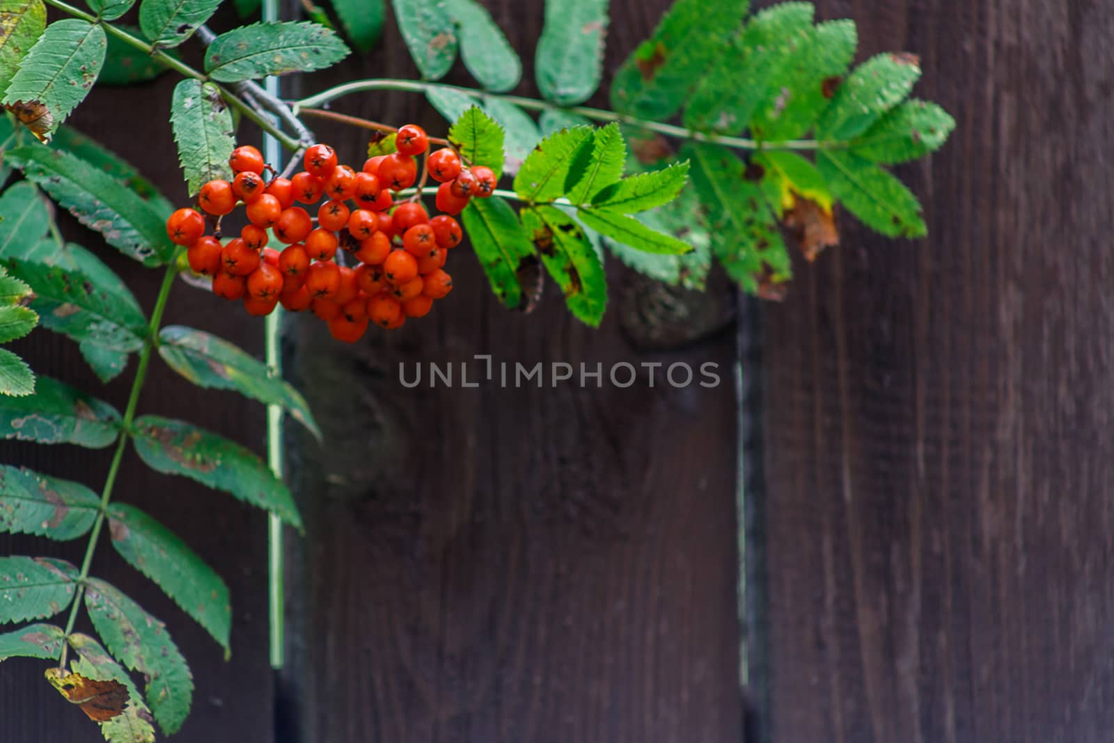 Red rowan berries on the rowan tree branches, ripe rowan berries closeup and green leaves in autumn garden by bonilook
