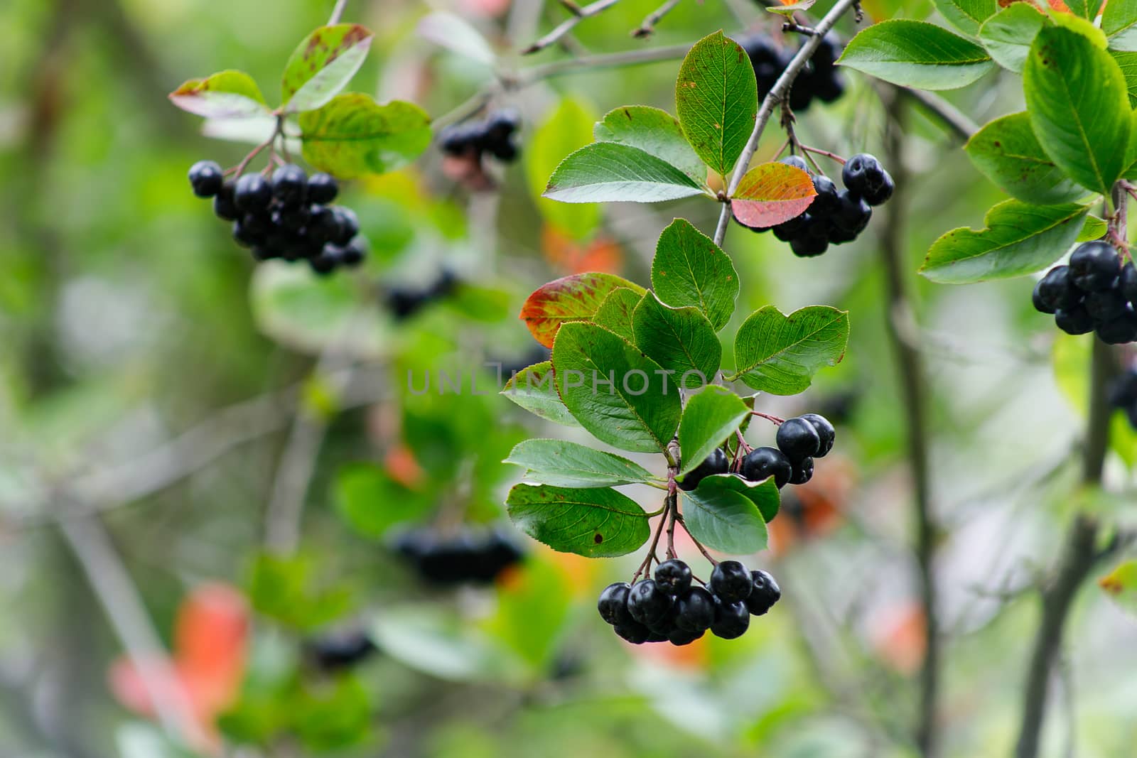 Aronia berries or Aronia melanocarpa on a bush. Shrub with bunches of ripe aronia in the garden. Autumn harvest.