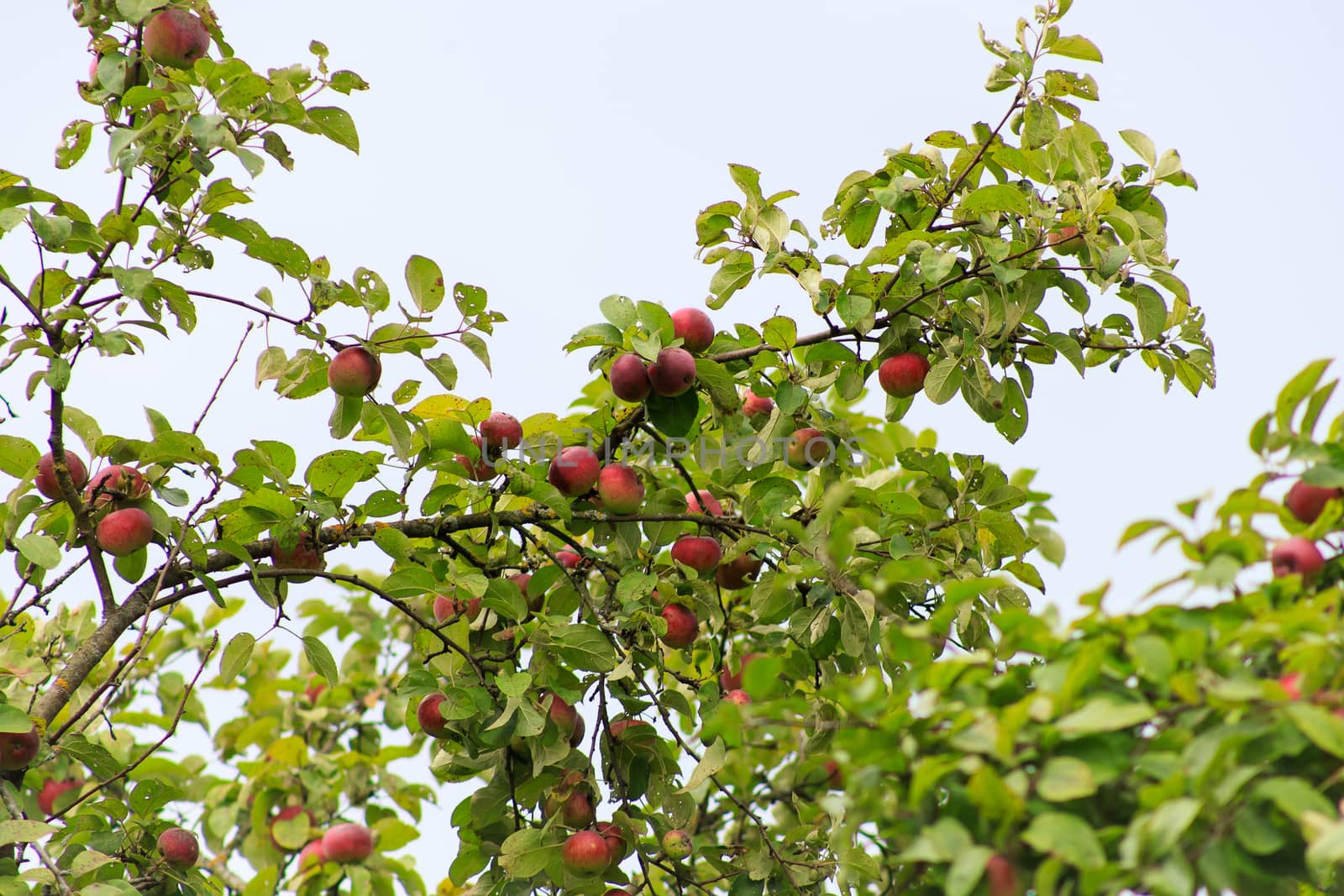 Organic apples hanging from a tree branch, apples in the orchard, apple fruit close up by bonilook