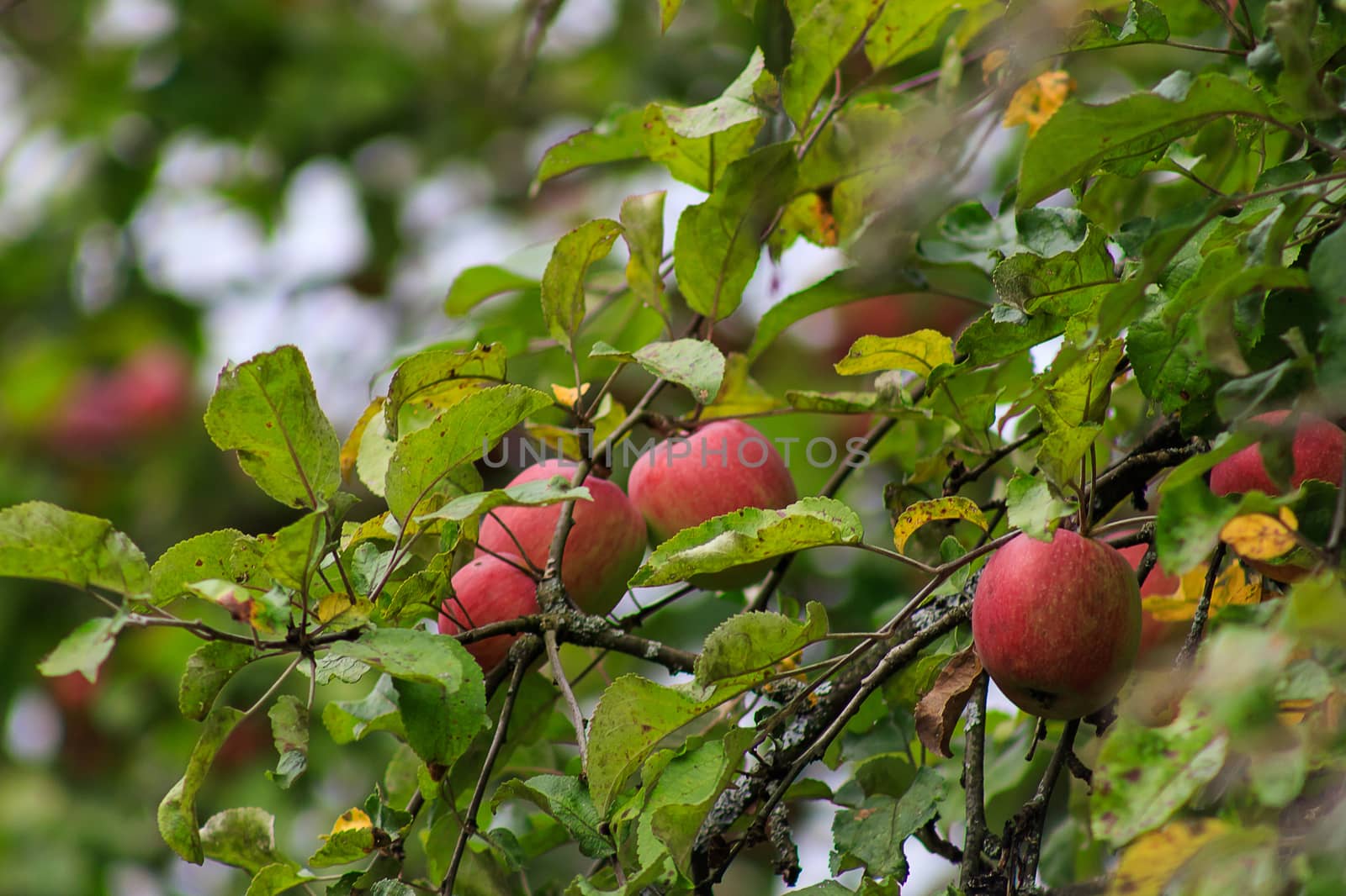 Organic apples hanging from a tree branch, apples in the orchard, apple fruit close up by bonilook