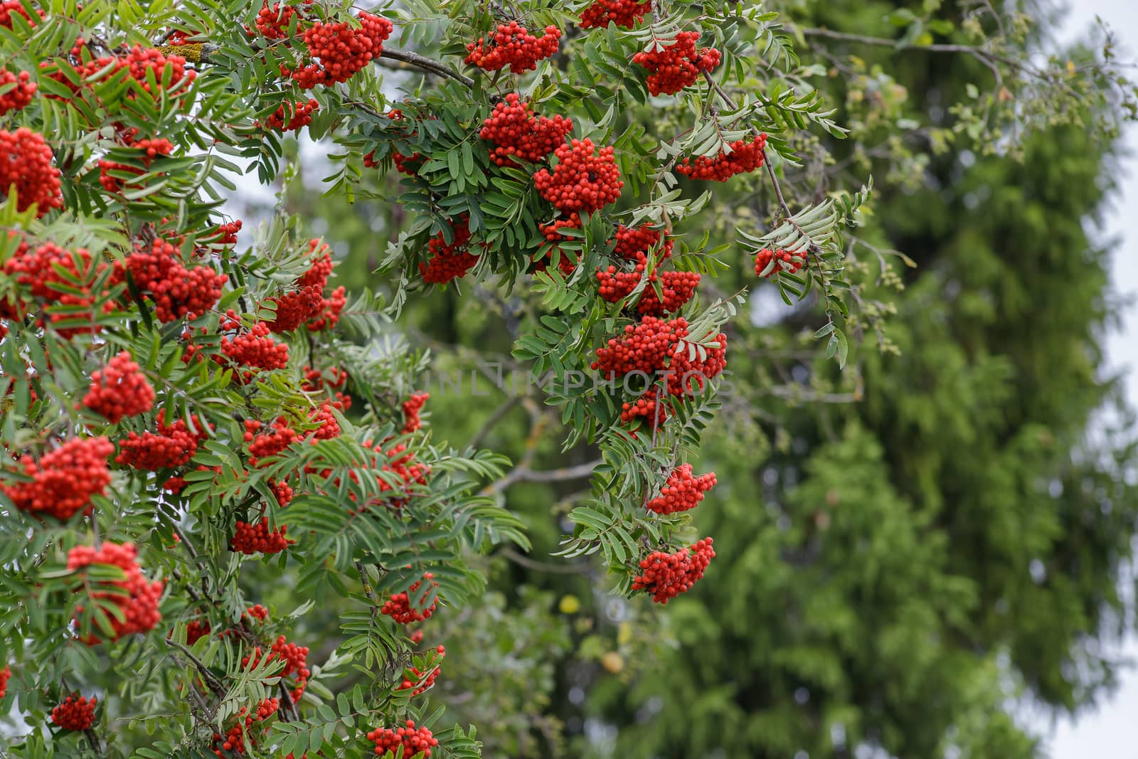 Autumn season. Fall harvest concept. Autumn rowan berries on branch. Amazing benefits of rowan berries. Rowan berries sour but rich vitamin C. Red berries and leaves on branch close up.