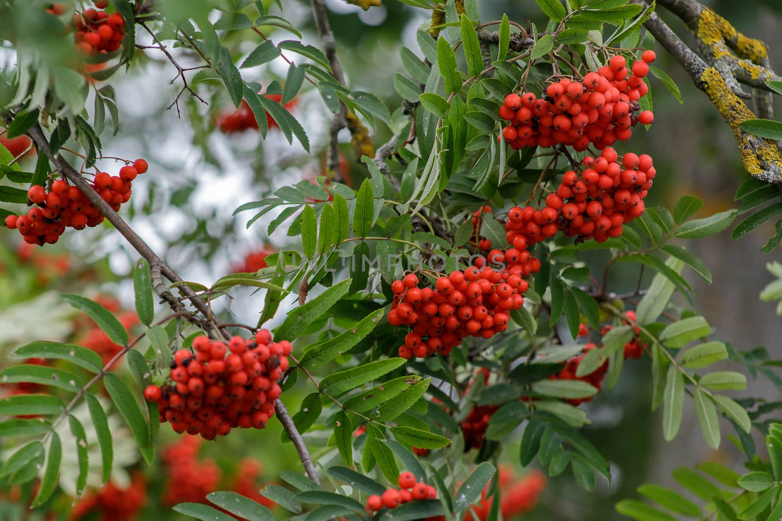 Autumn season. Fall harvest concept. Autumn rowan berries on branch. Amazing benefits of rowan berries. Rowan berries sour but rich vitamin C. Red berries and leaves on branch close up.