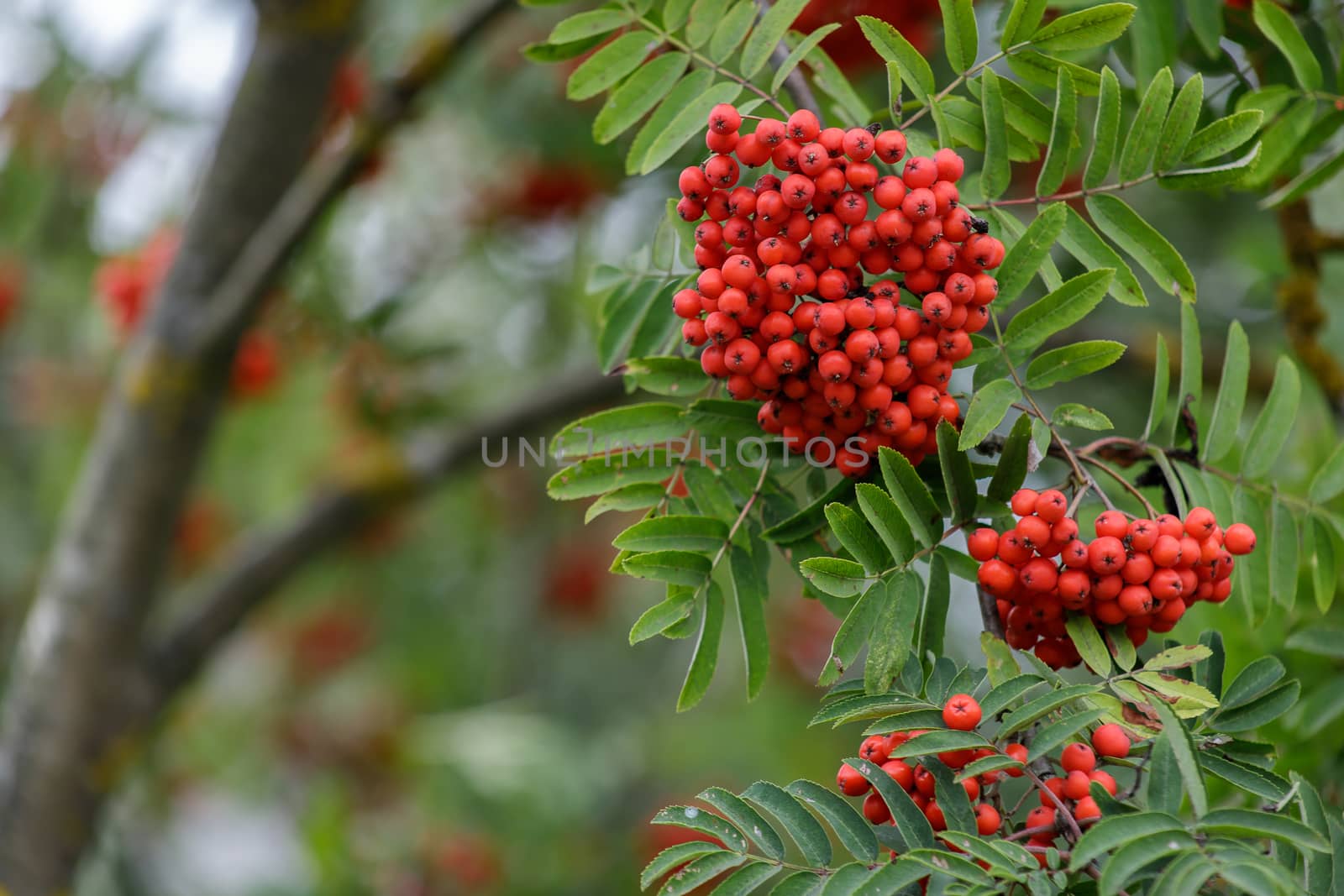 Autumn season. Fall harvest concept. Autumn rowan berries on branch. Amazing benefits of rowan berries. Rowan berries sour but rich vitamin C. Red berries and leaves on branch close up.