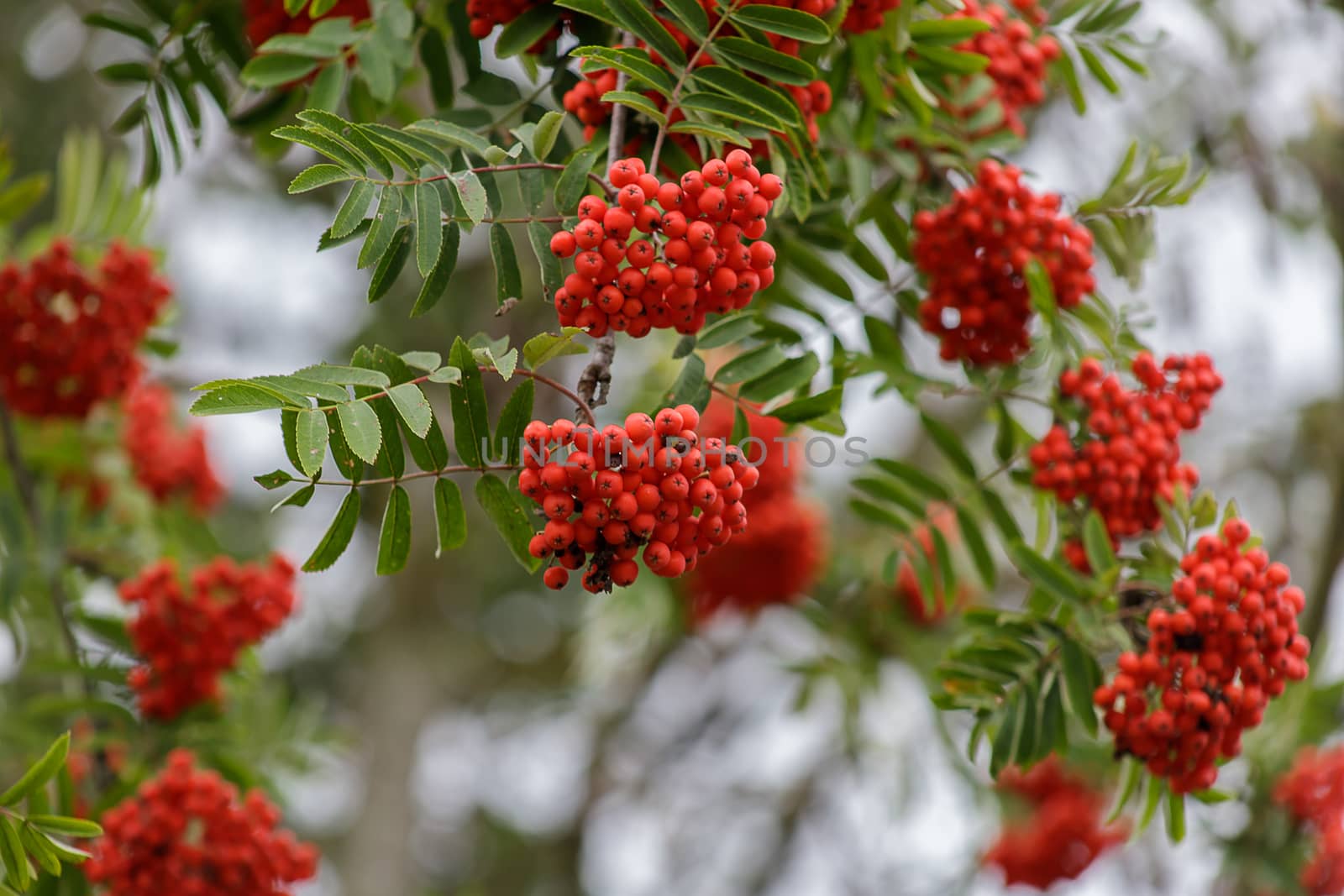 Red rowan berries on the rowan tree branches, ripe rowan berries closeup and green leaves in autumn garden by bonilook