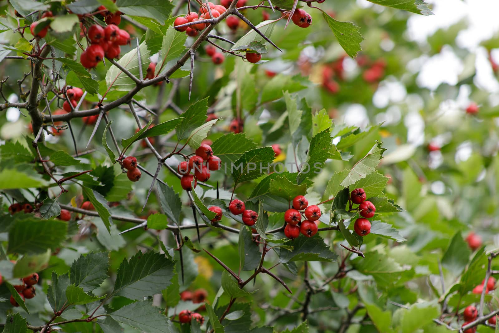 Red fruit of Crataegus monogyna, known as hawthorn or single-seeded hawthorn may by bonilook