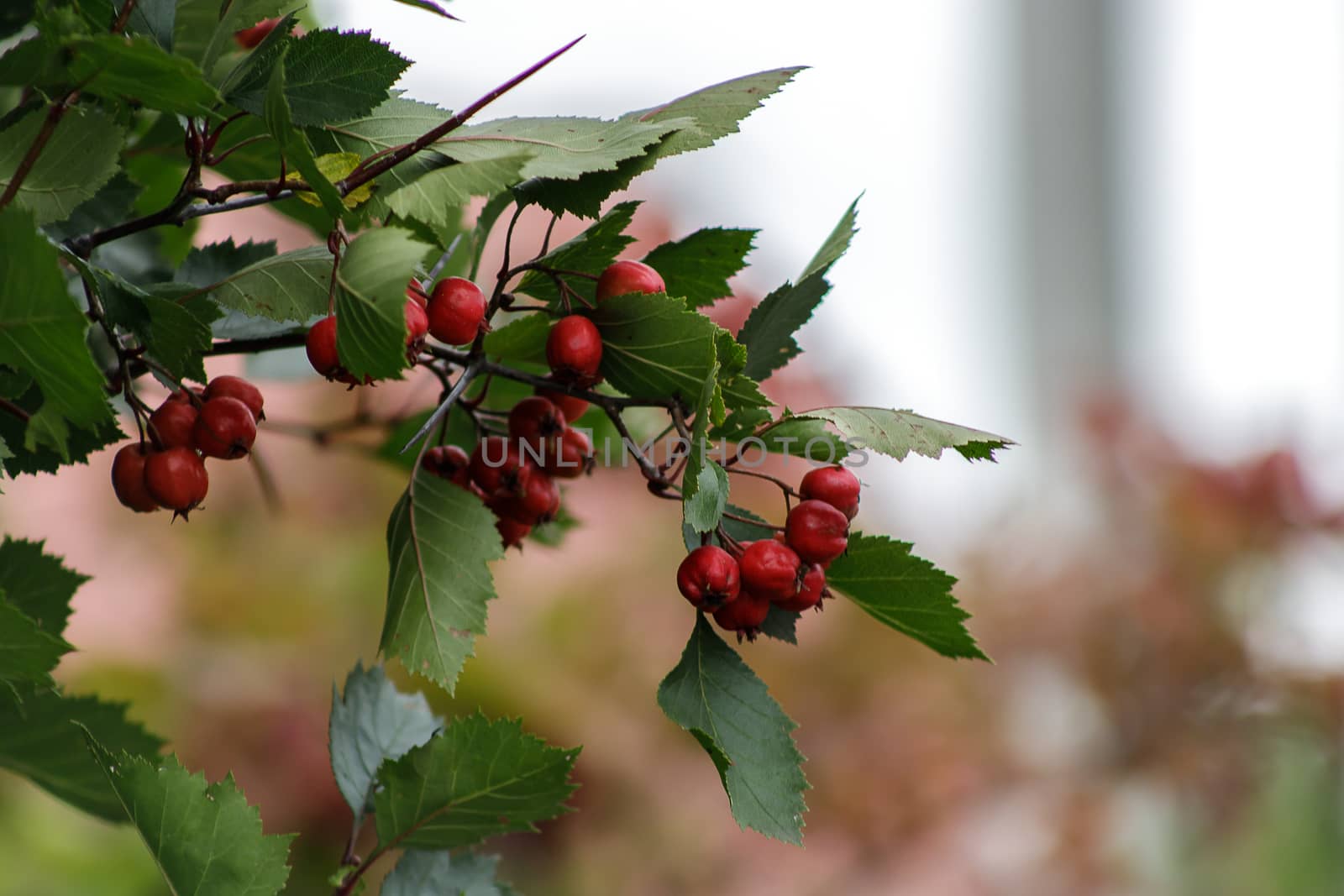 Red fruit of Crataegus monogyna, known as hawthorn or single-seeded hawthorn may by bonilook