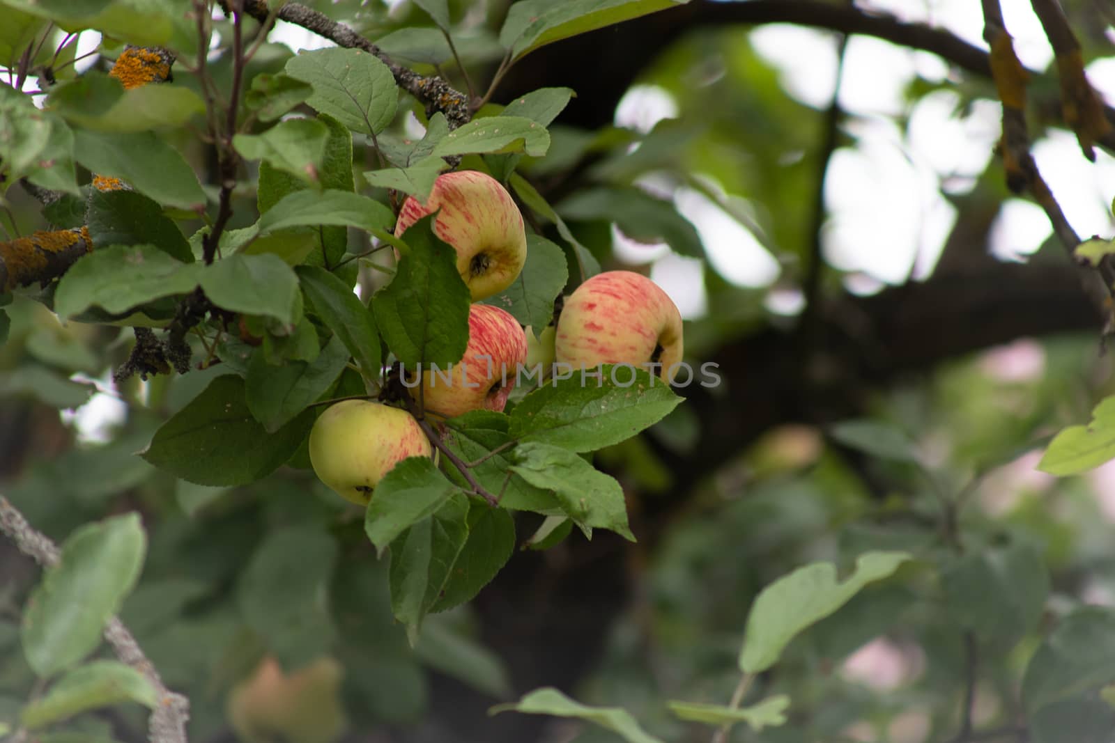 Organic apples hanging from a tree branch, apple fruit close up, large ripe apples clusters hanging heap on a tree branch in an intense apple orchard