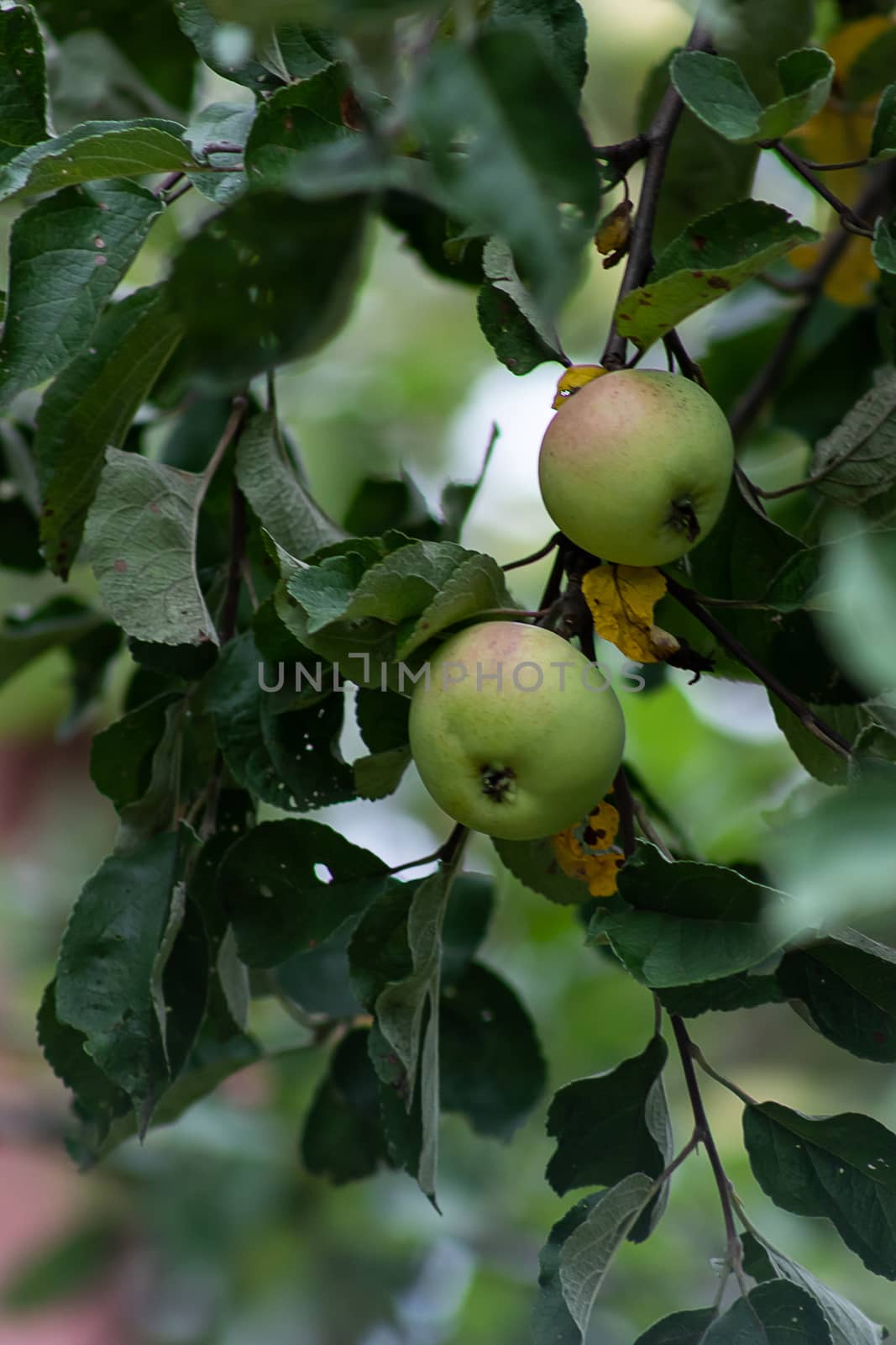 Organic apples hanging from a tree branch, apples in the orchard, apple fruit close up by bonilook