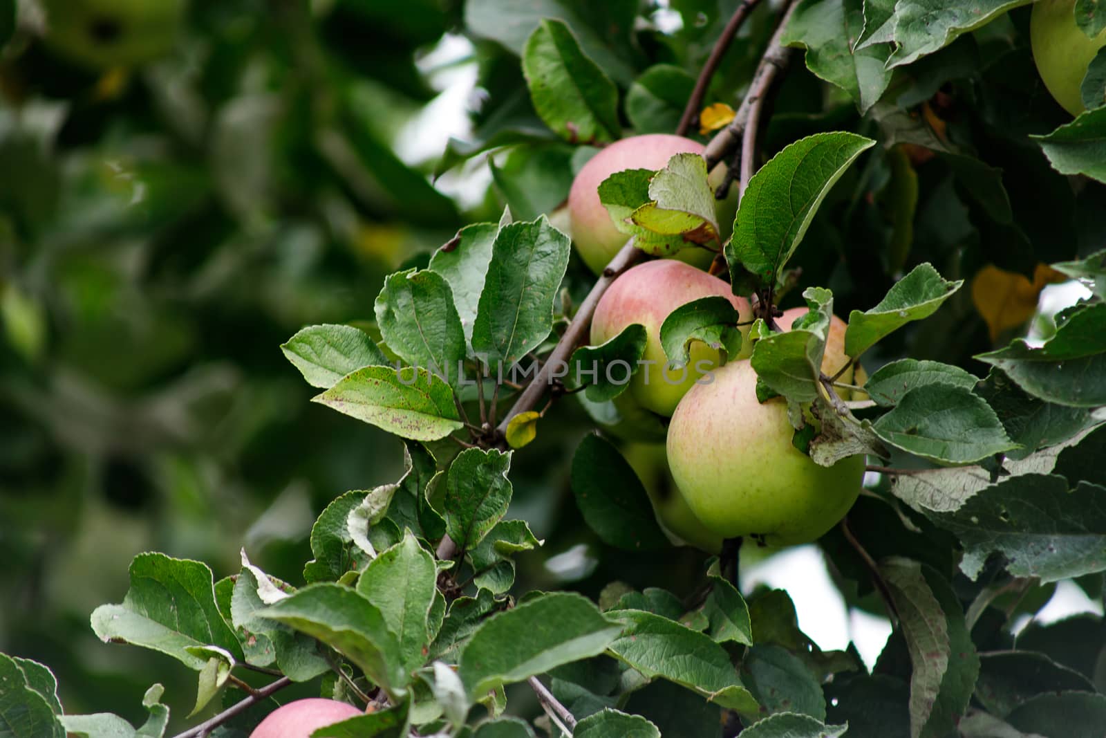 Organic apples hanging from a tree branch, apples in the orchard, apple fruit close up by bonilook