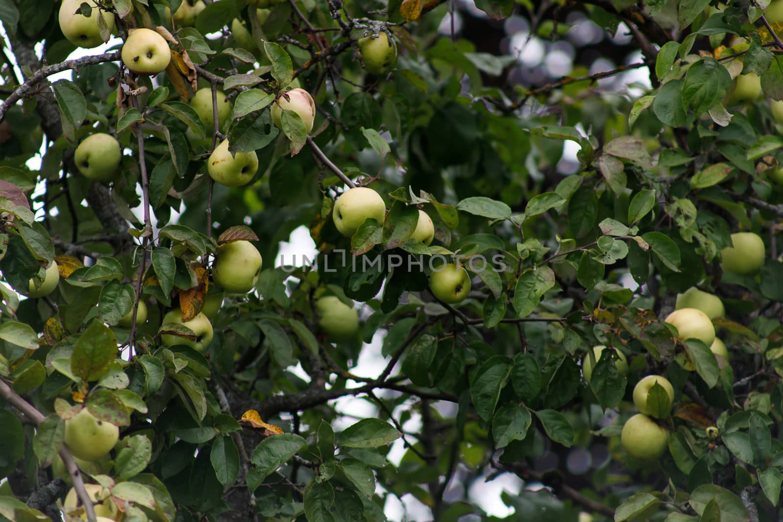 Organic apples hanging from a tree branch, apples in the orchard, apple fruit close up by bonilook