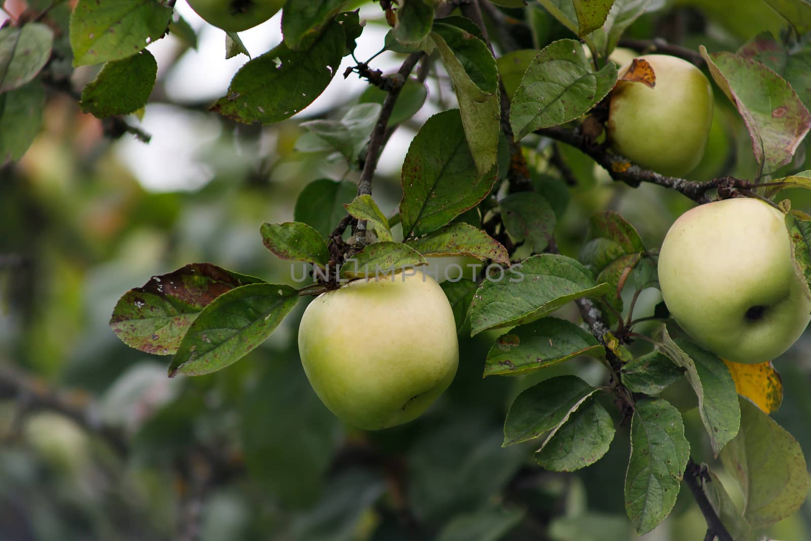 Organic apples hanging from a tree branch, apple fruit close up, large ripe apples clusters hanging heap on a tree branch in an intense apple orchard