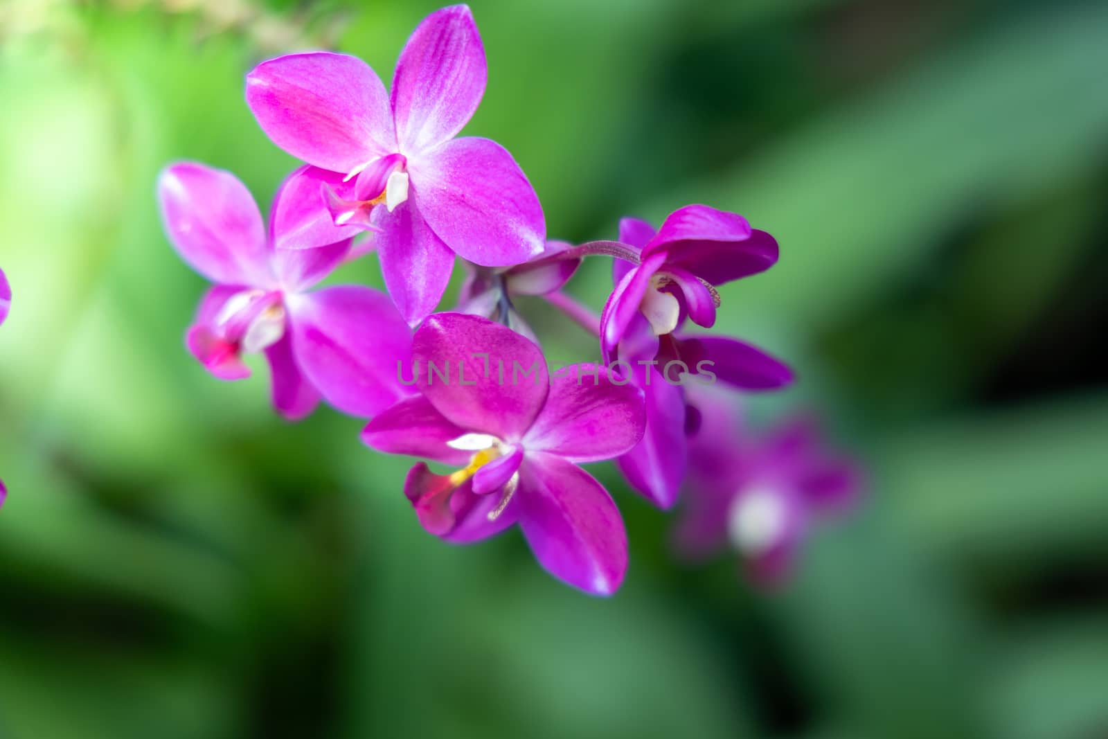 The background image of the colorful flowers by teerawit