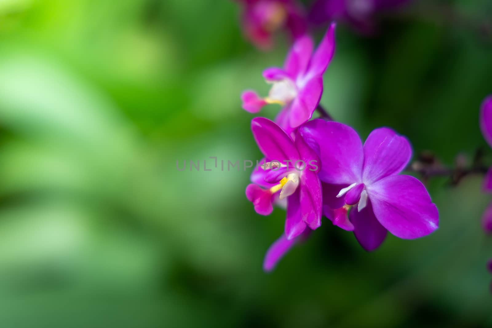 The background image of the colorful flowers by teerawit