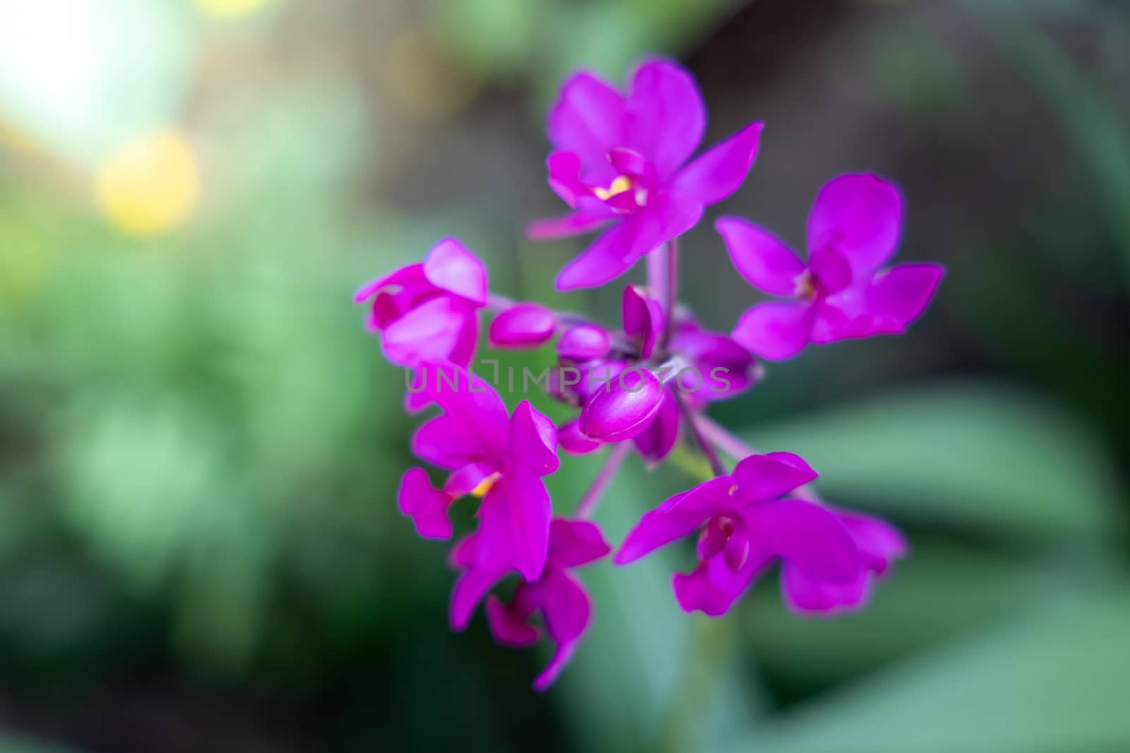 The background image of the colorful flowers by teerawit