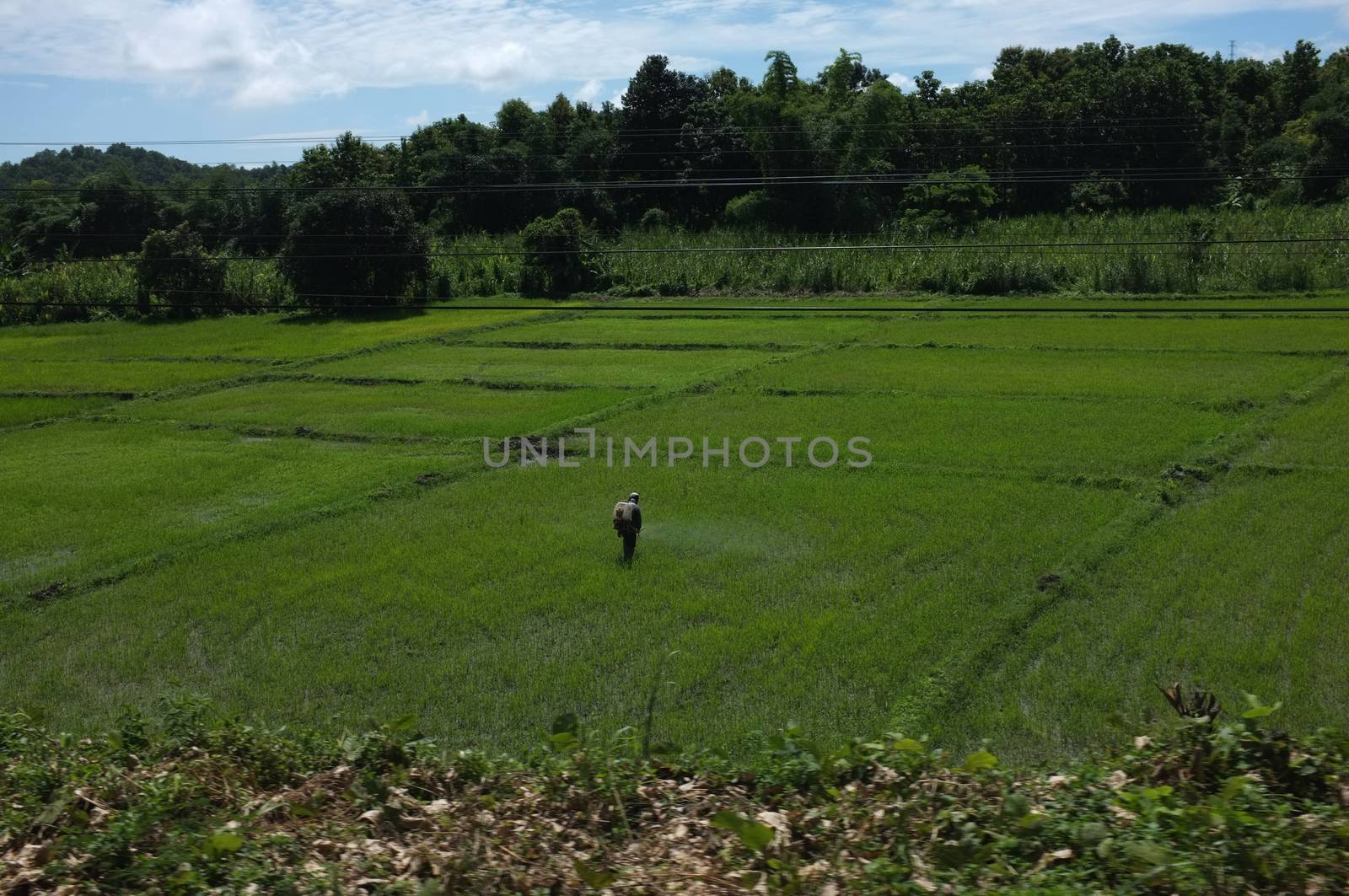 Agriculture farmer of Asia rice field work concept. Agriculture farmer in rural work in farm with sunset