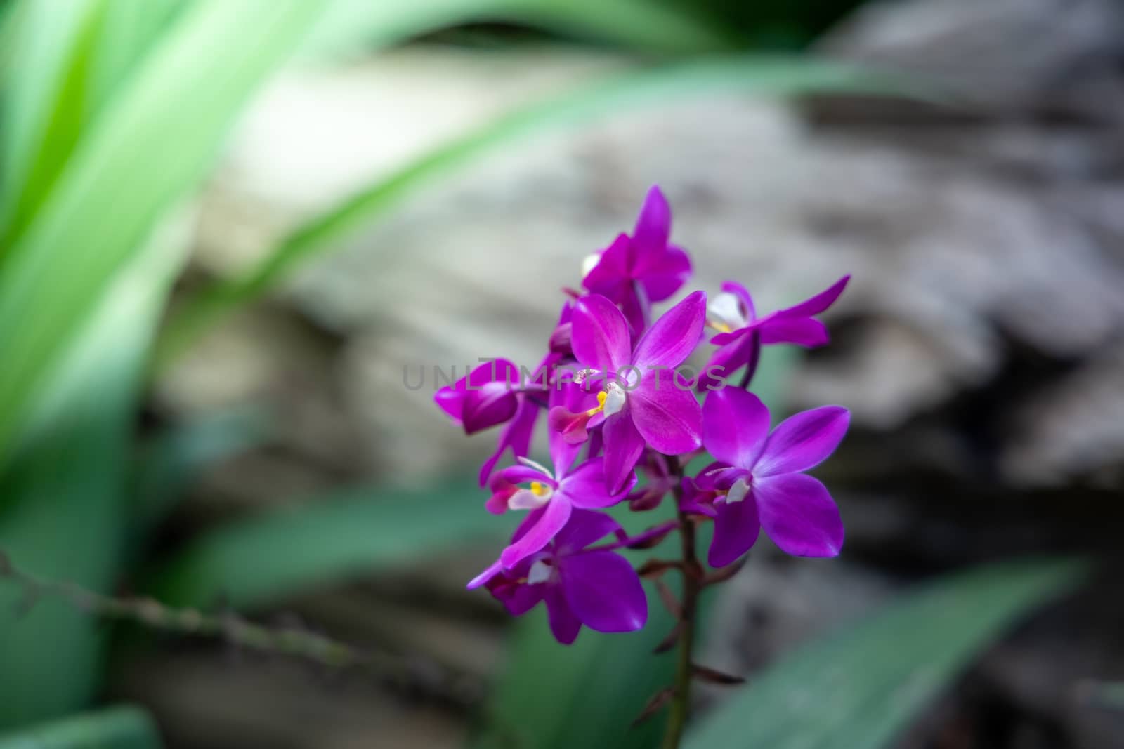 The background image of the colorful flowers by teerawit