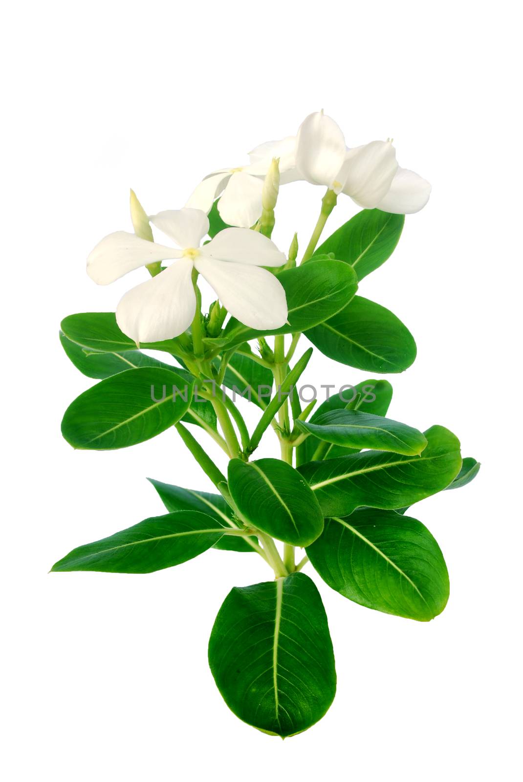 West Indian periwinkle mosquito repellent or spray on white background.(with Clipping Path).