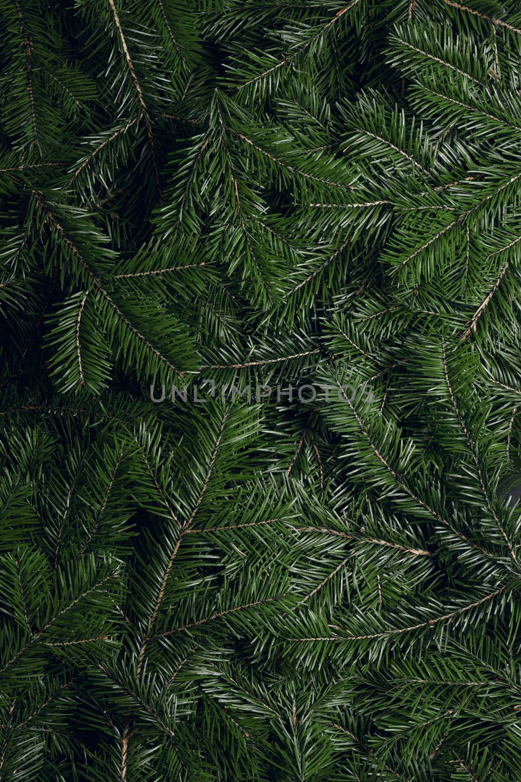 Background of green fir branches for Christmas New Year celebration greeting card design