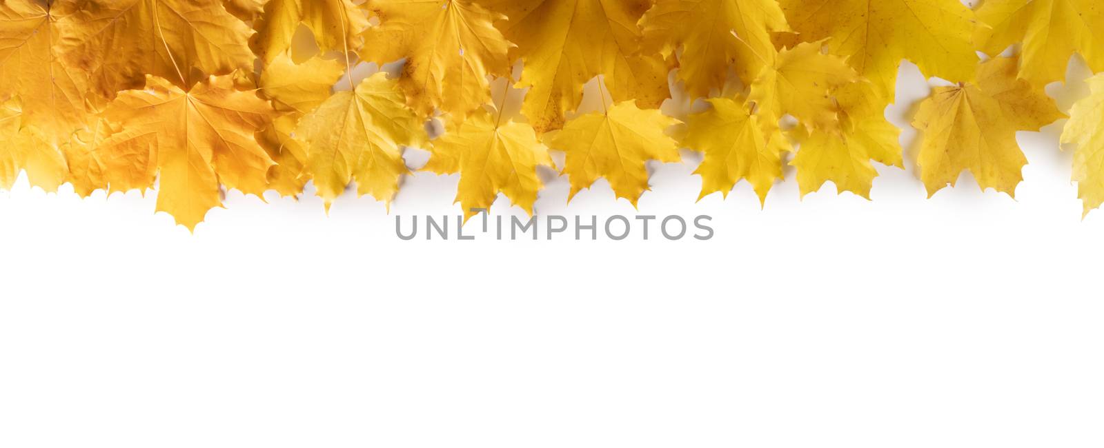 Yellow autumn maple leaves border frame isolated on white background