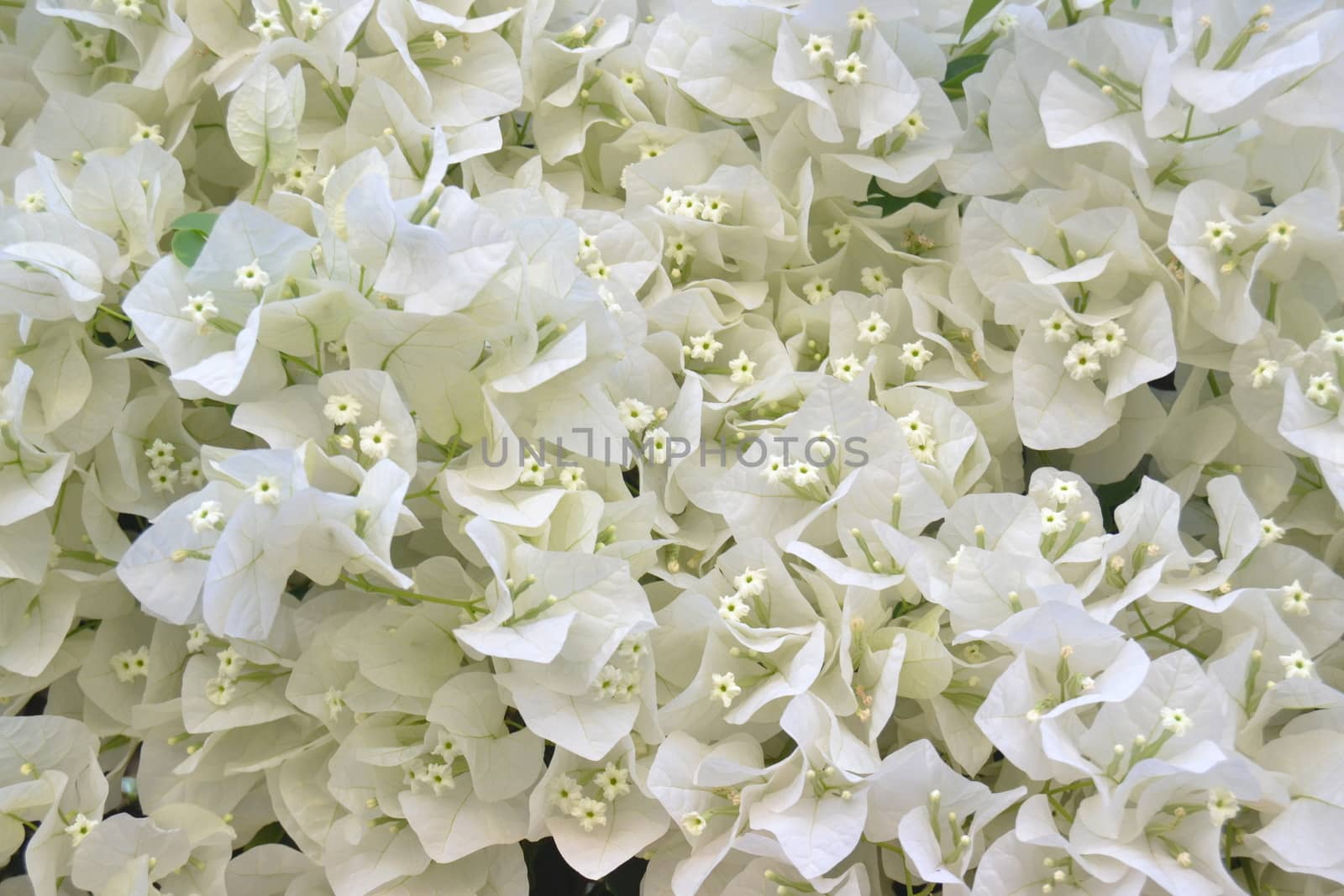 Bouquet of small white flowers on a background of green leaves