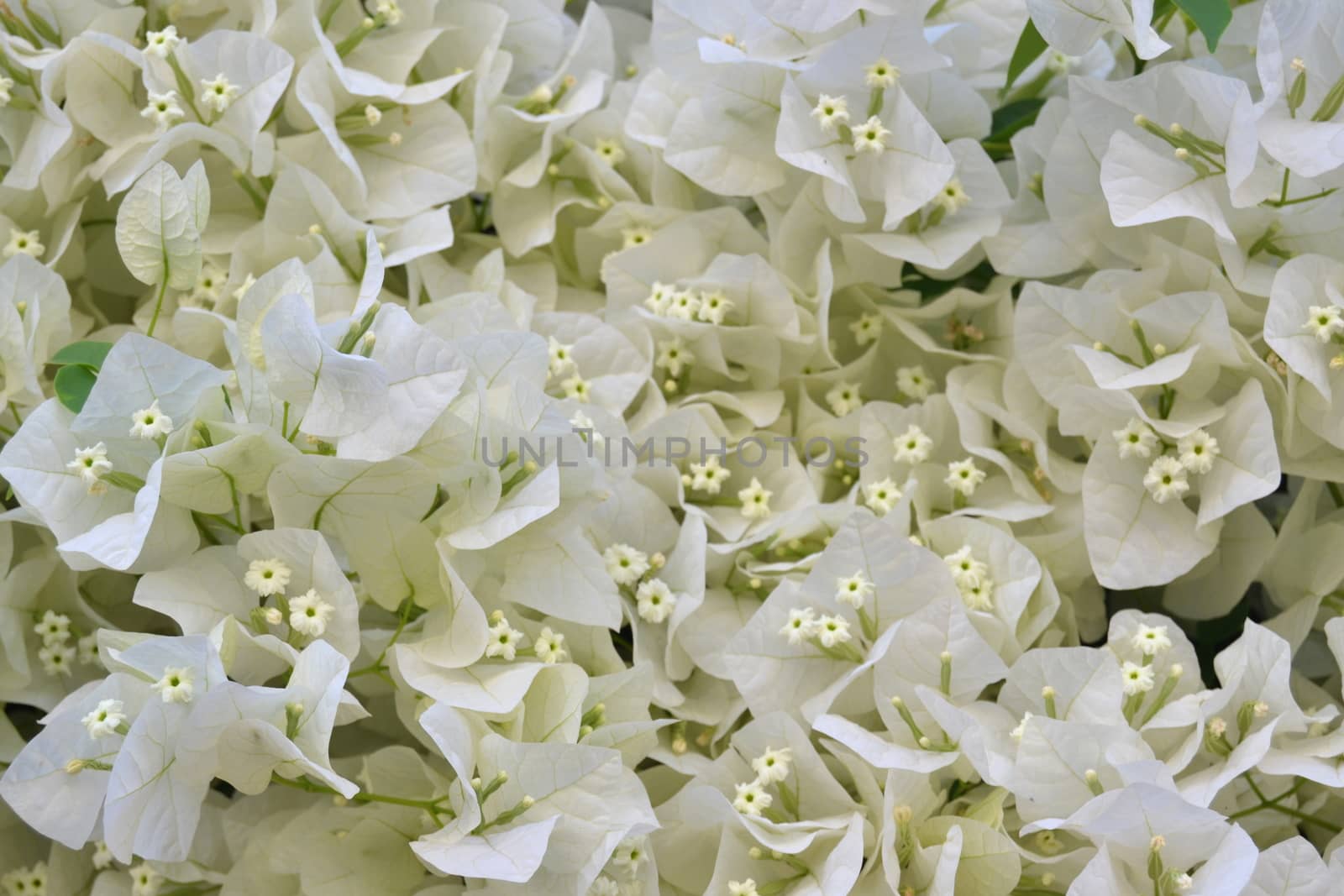 Bouquet of small white flowers on a background of green leaves